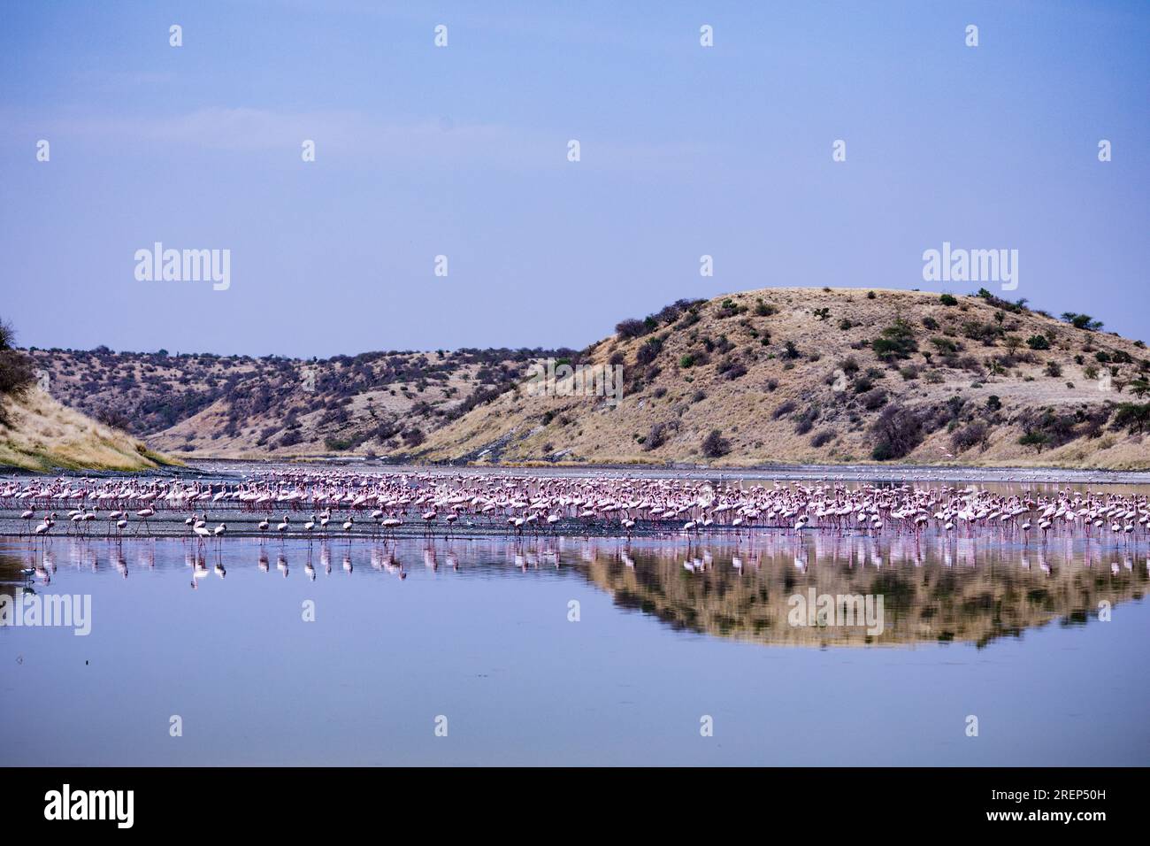 Lake Magadi Travel Adventures- Flamingots Home Banque D'Images