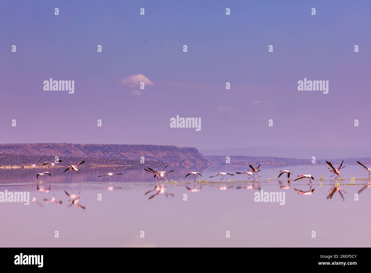 Lake Magadi Travel Adventures- Flamingots Home Banque D'Images