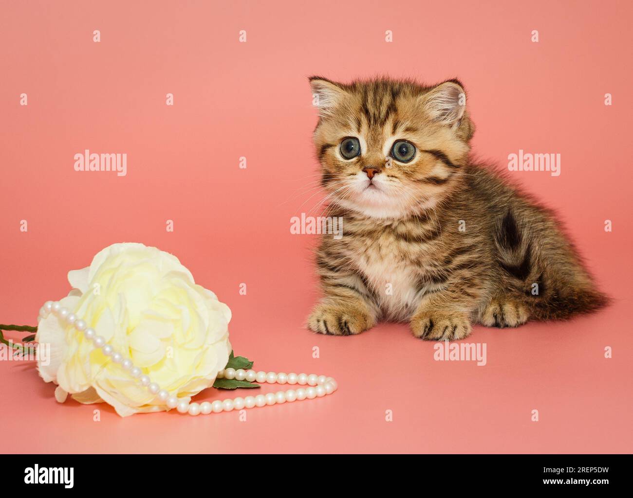 Petit chaton écossais drôle et une fleur blanche avec des perles sur un fond rose Banque D'Images