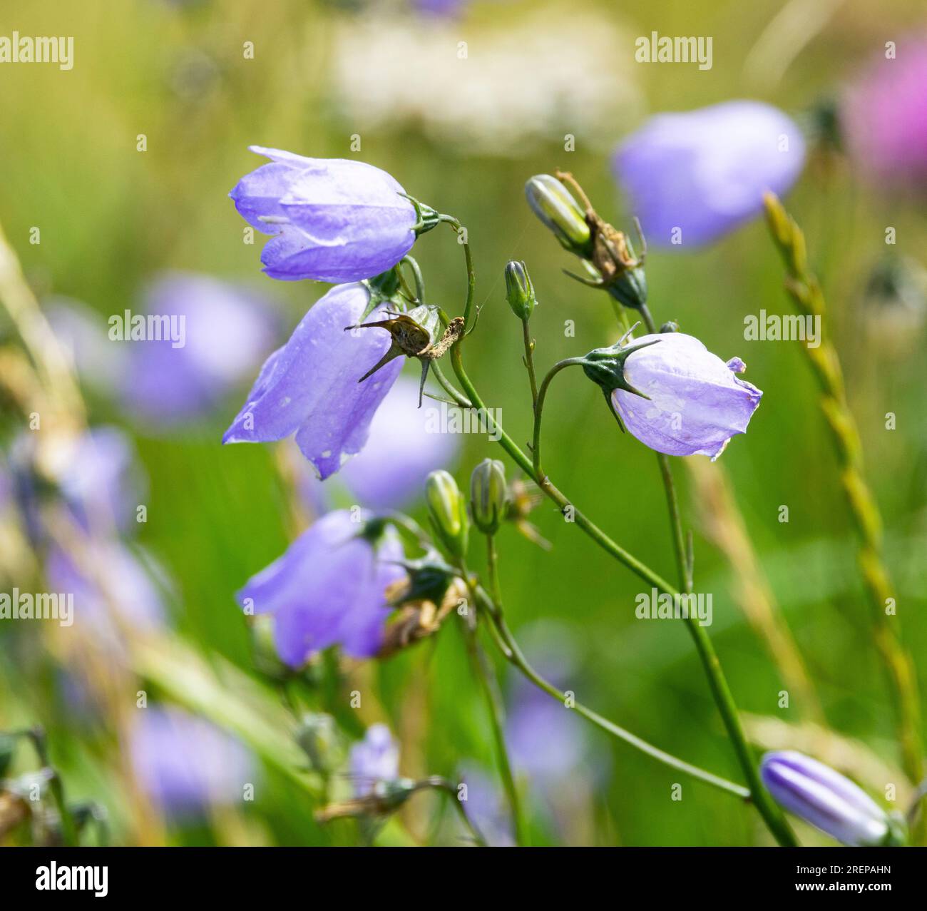 Une fleur délicate de prairies d'été et de landes. Le Harebell hoche la tête dans la brise et est une fleur préférée de nombreux randonneurs et randonneurs. Banque D'Images