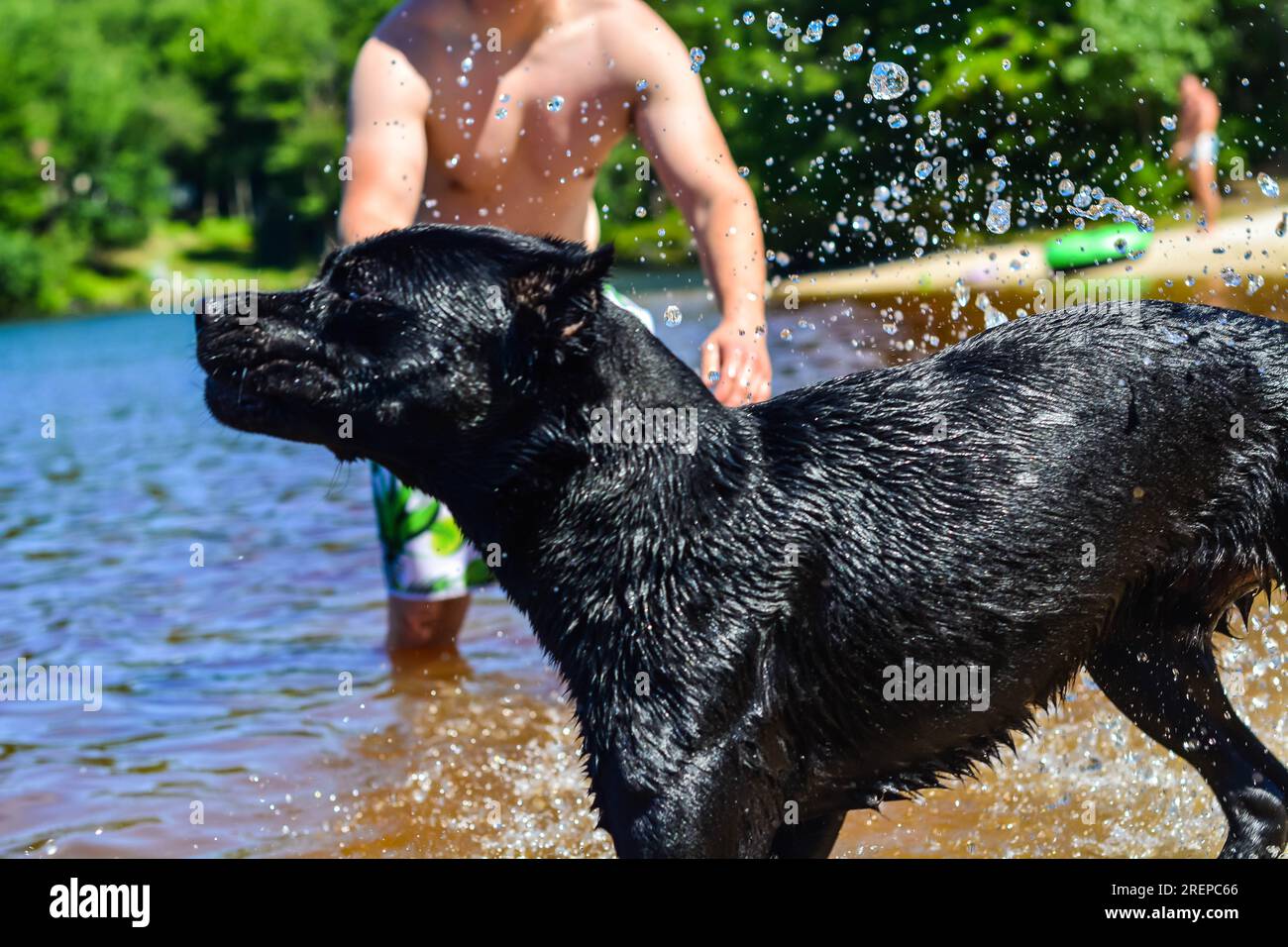 Chiens d'été s'amusant au bord de l'eau Banque D'Images