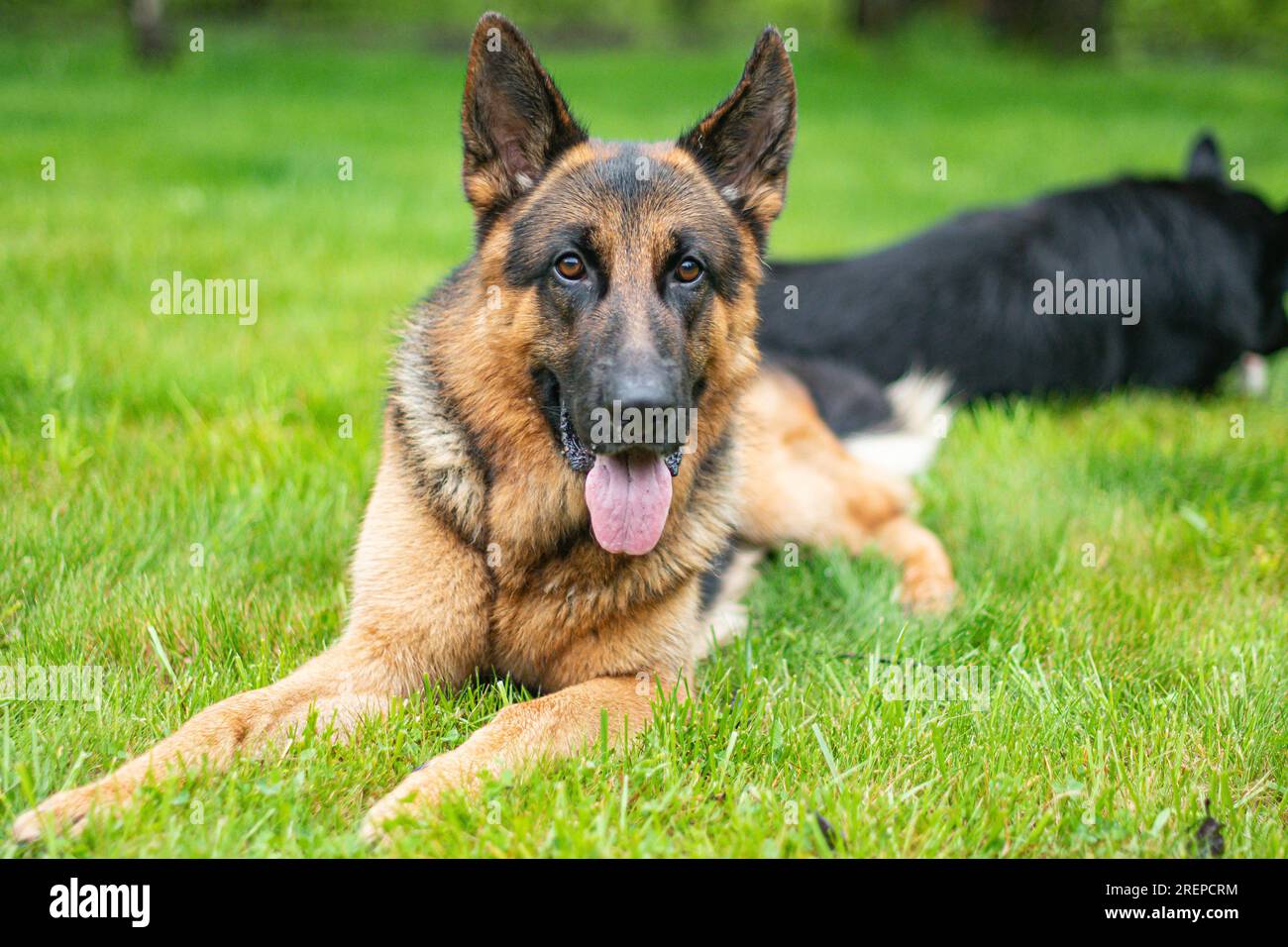 Joyeux Shepard allemand sur l'herbe verte Banque D'Images