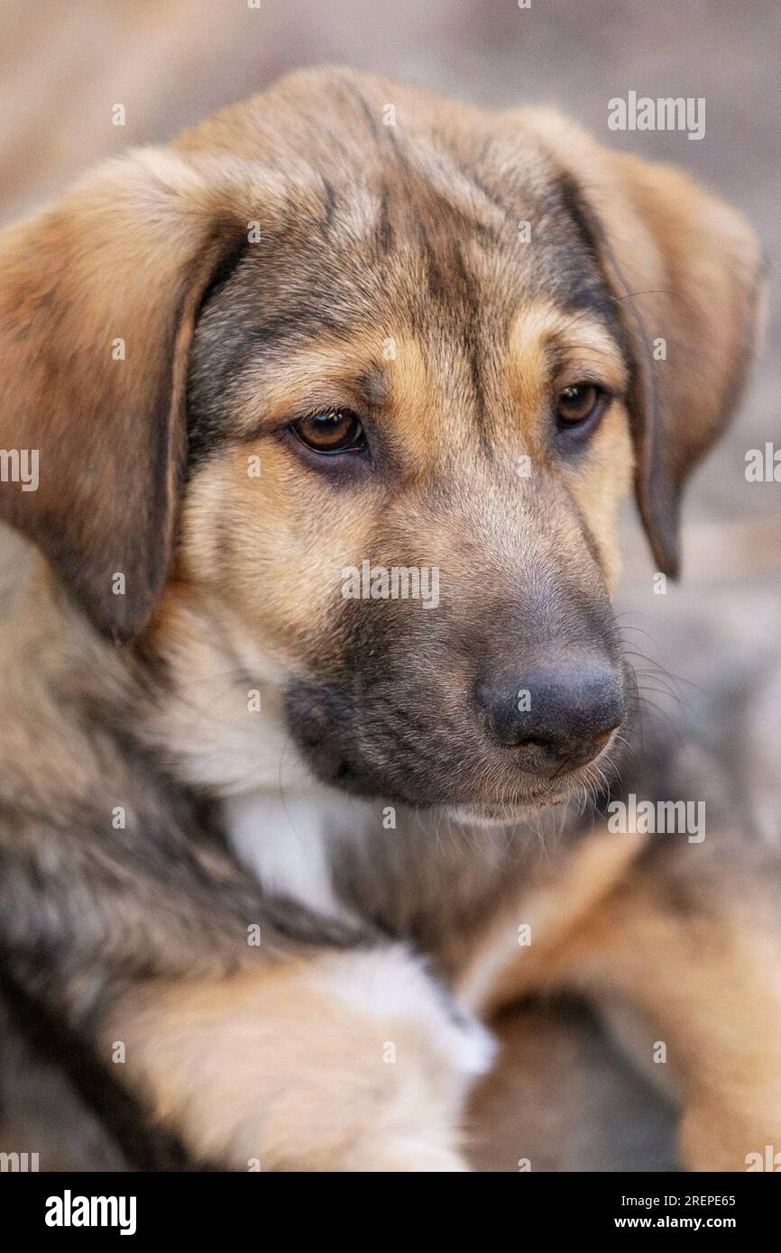 Chiot chien avec les yeux tristes couchés dans le refuge, en attente d'adoption, portrait rapproché Banque D'Images