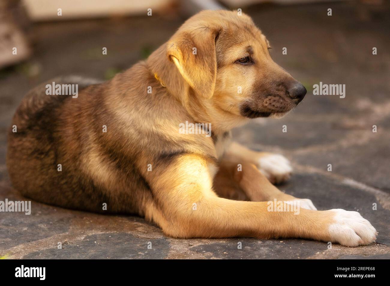 Chiot chien avec les yeux tristes couchés dans le refuge, en attente d'adoption, portrait rapproché Banque D'Images