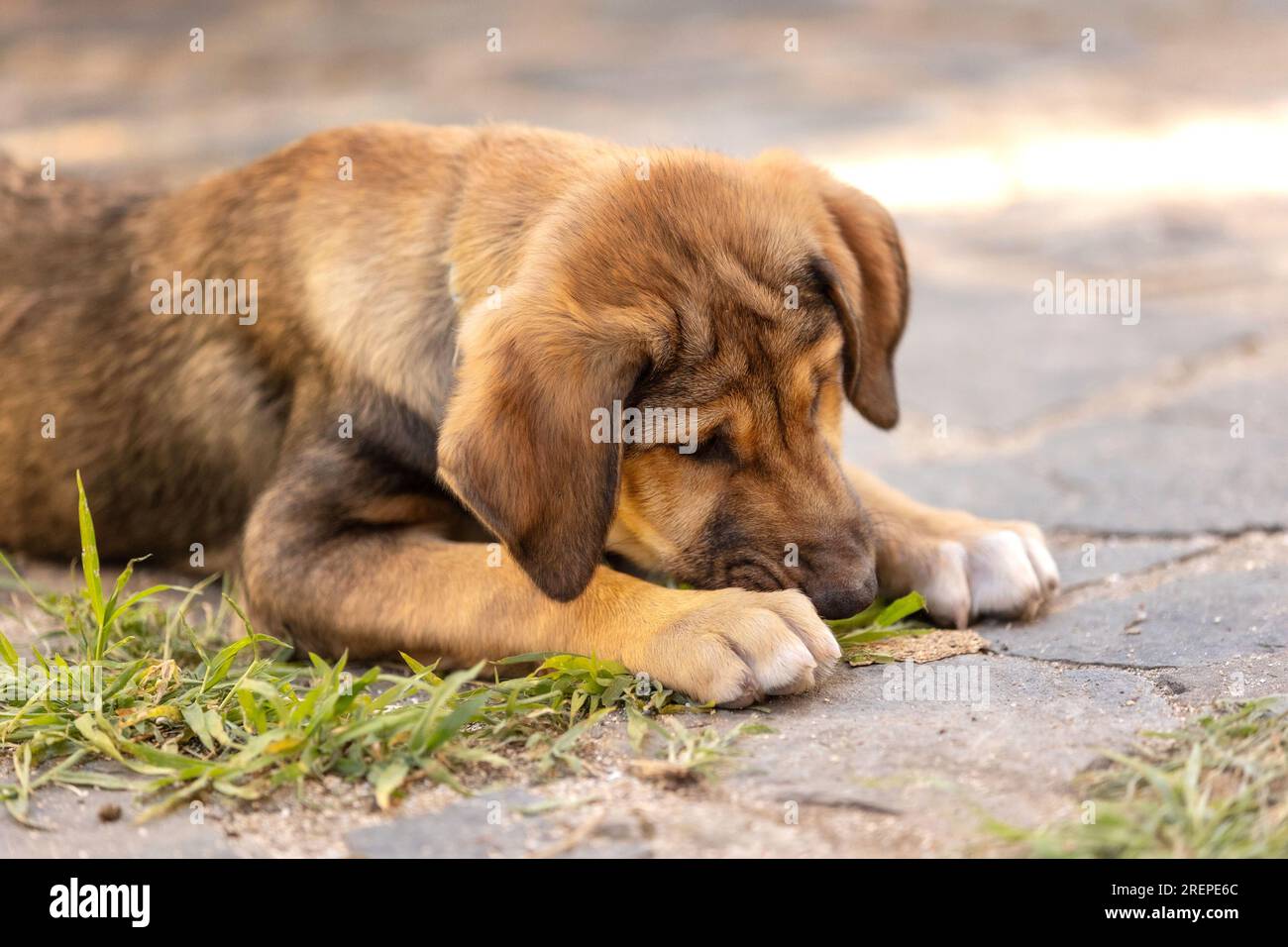 Chiot chien avec les yeux tristes couchés dans le refuge, en attente d'adoption, portrait rapproché Banque D'Images
