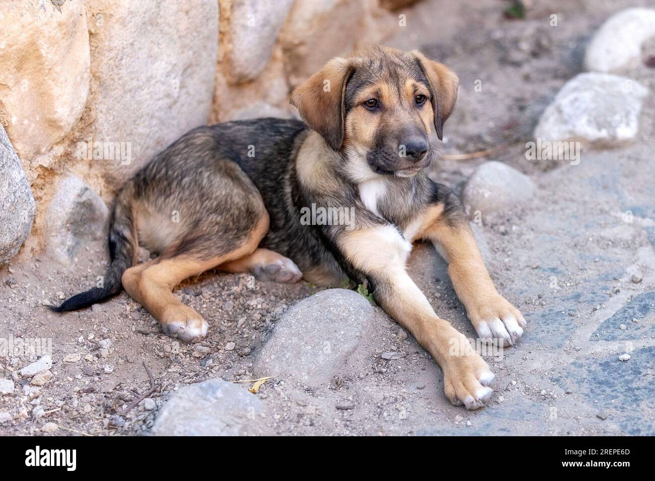 Chiot chien avec les yeux tristes couchés dans le refuge, en attente d'adoption, portrait rapproché Banque D'Images