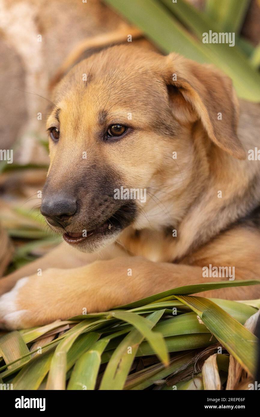 Chiot chien avec les yeux tristes couchés dans le refuge, en attente d'adoption, portrait rapproché Banque D'Images