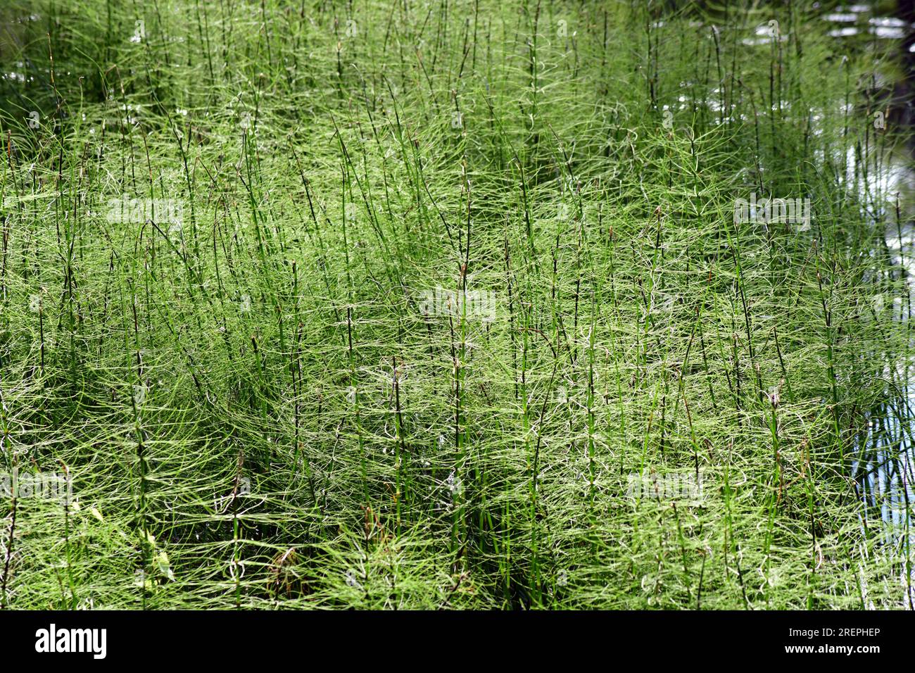Gros plan de plusieurs plantes de prêle. Banque D'Images