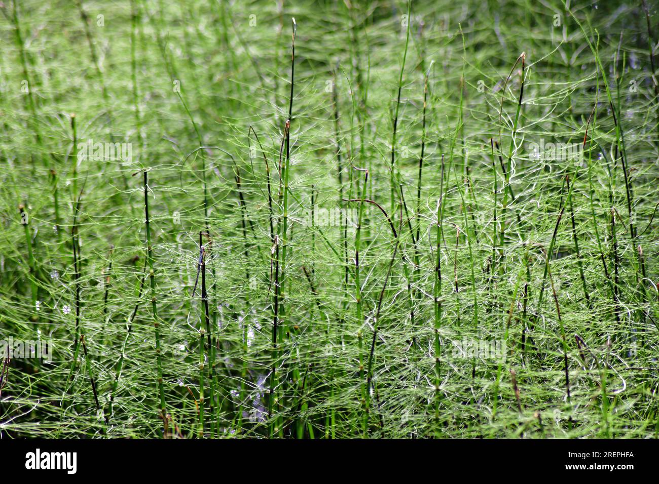 Gros plan de plantes de prêle. Banque D'Images