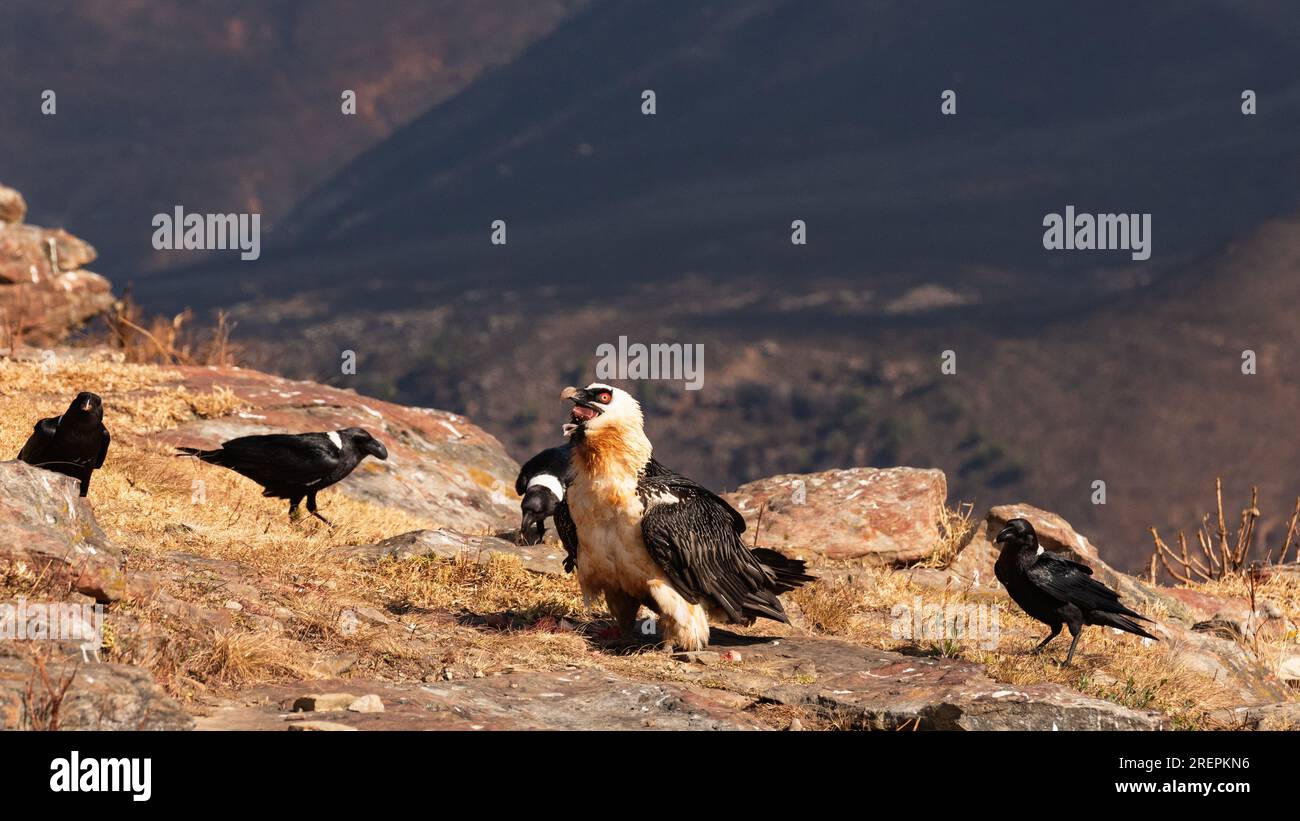 Vautour barbu assis sur un rebord rocheux Banque D'Images