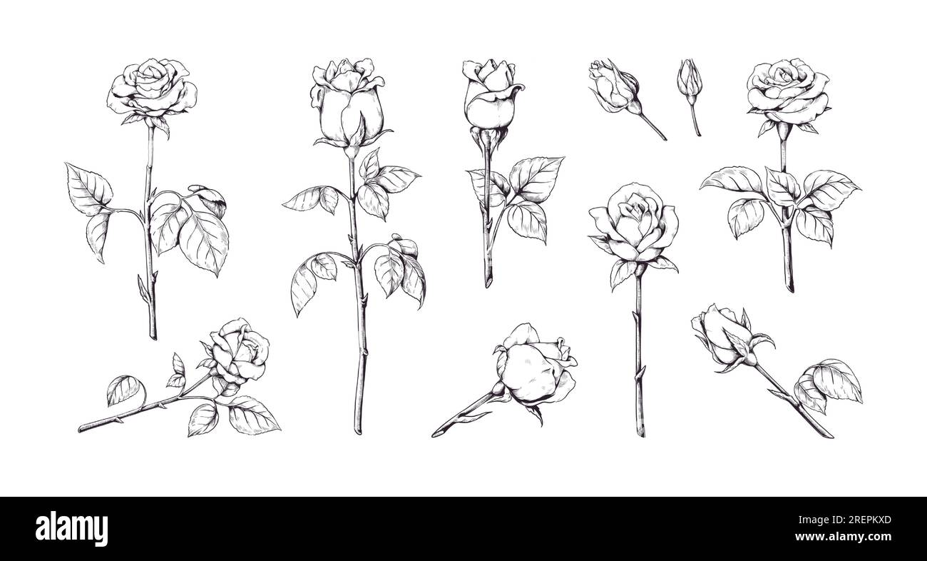 Fleurs roses. Dessin d'esquisse de ligne vintage, conception de
