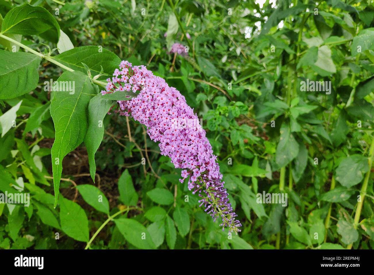 Gros plan sur les fleurs d'un Buddleja davidii. Banque D'Images