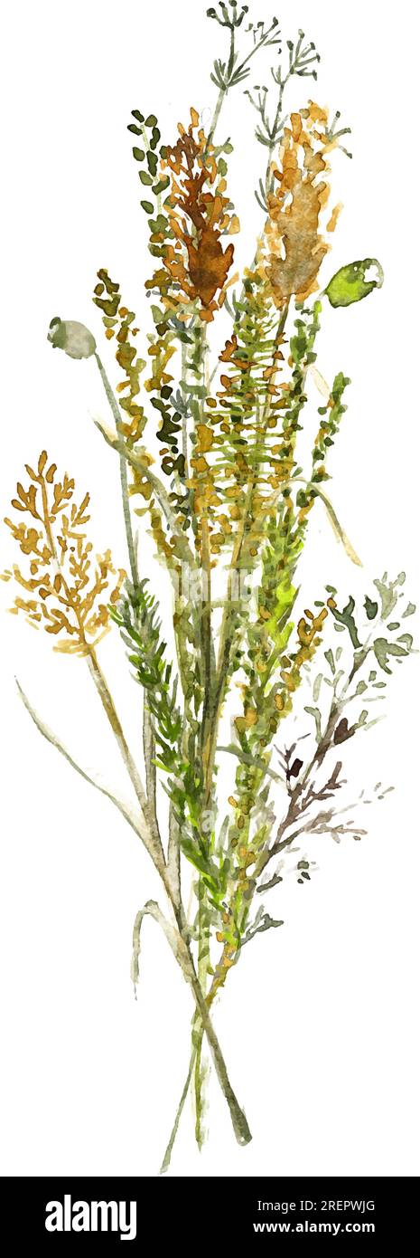 Un bouquet d'herbes sauvages et de fleurs de la forêt. Illustration aquarelle sur fond blanc. Illustration de Vecteur