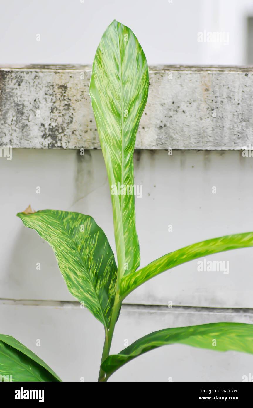 Synonyma sanderae, gingembre variégé ou ZINGIBERACEAE ou plante bicolore Banque D'Images