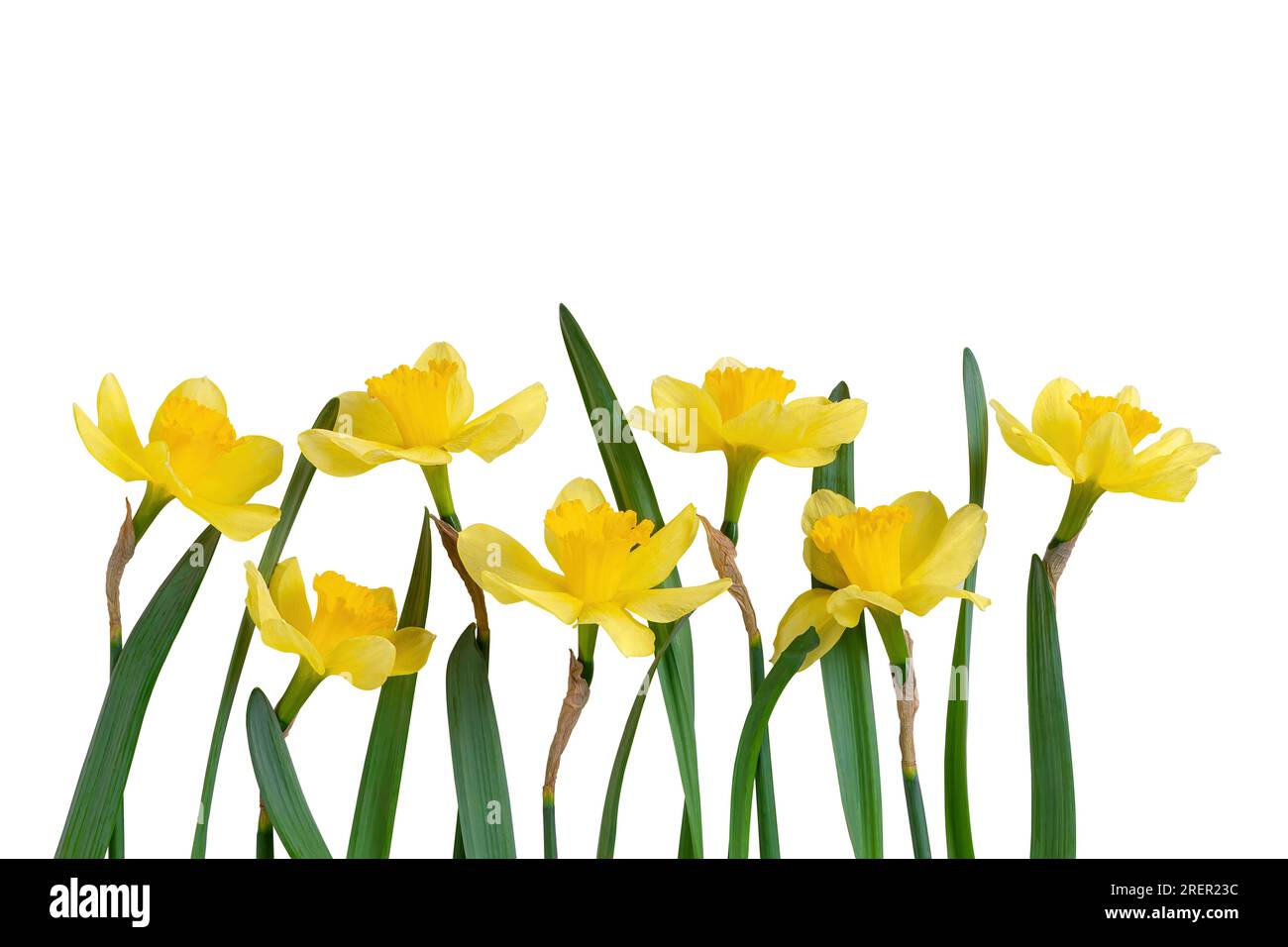 Beau bouquet de jonquilles jaunes ou de narcisses isolé sur fond blanc. Fleurs de printemps en fleurs, cloches de Pâques. Carte de voeux de printemps, invitati Banque D'Images