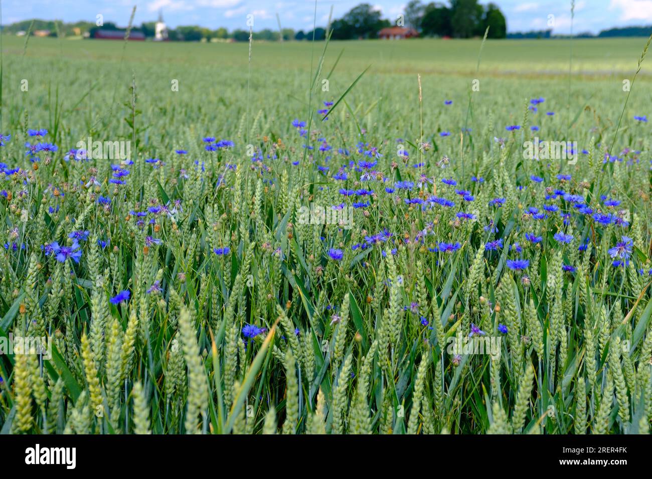Bleuets bleus sauvages dans un champ de blé, dans la région agricole suédoise de Sörmland Banque D'Images