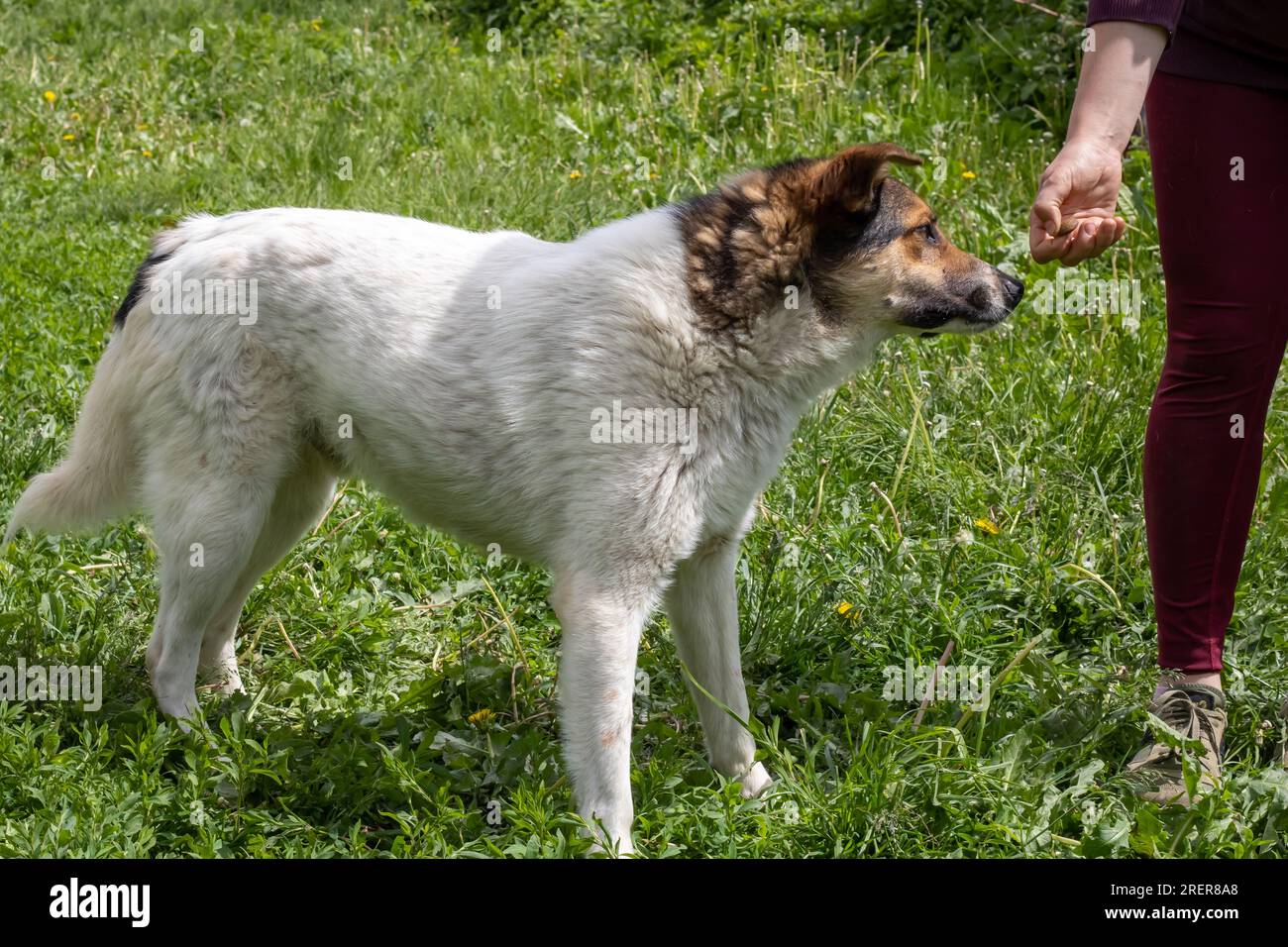 Un chien prend un régal de la main d'une personne de près Banque D'Images