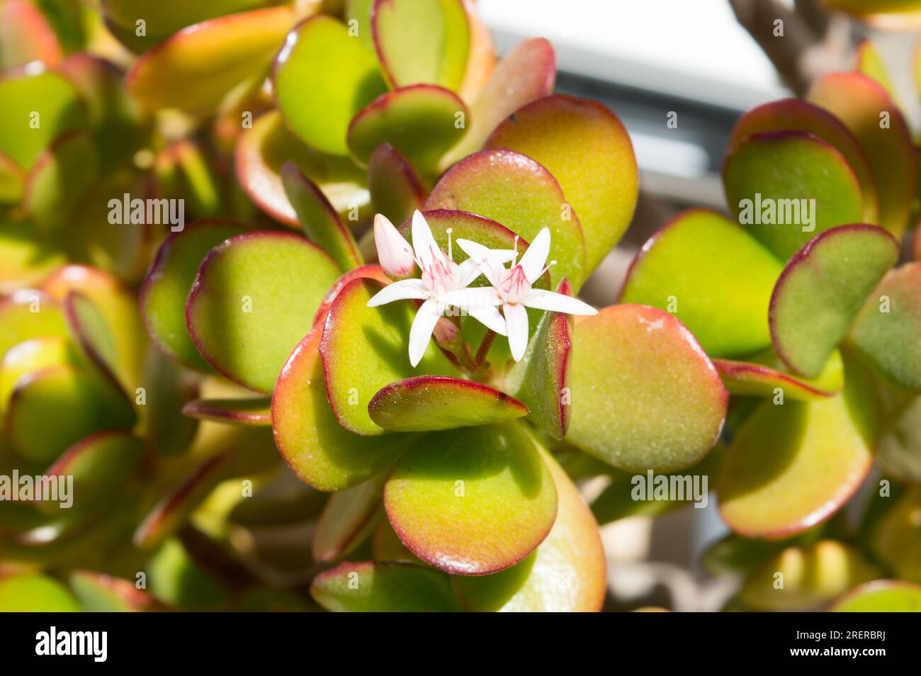 Crassula ovata plante, jade ou plante d'argent, avec de petites fleurs blanches et des feuilles vertes de jade avec bordure rouge, gros plan Banque D'Images