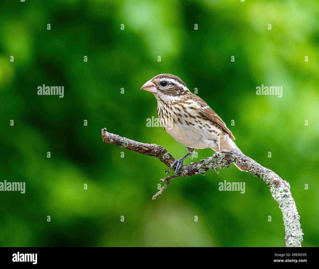 Un gros-bec femelle à poitrine rose ( Pheucticus ludovicianus ) en plumage reproducteur perché sur une branche à la lisière des bois. Banque D'Images