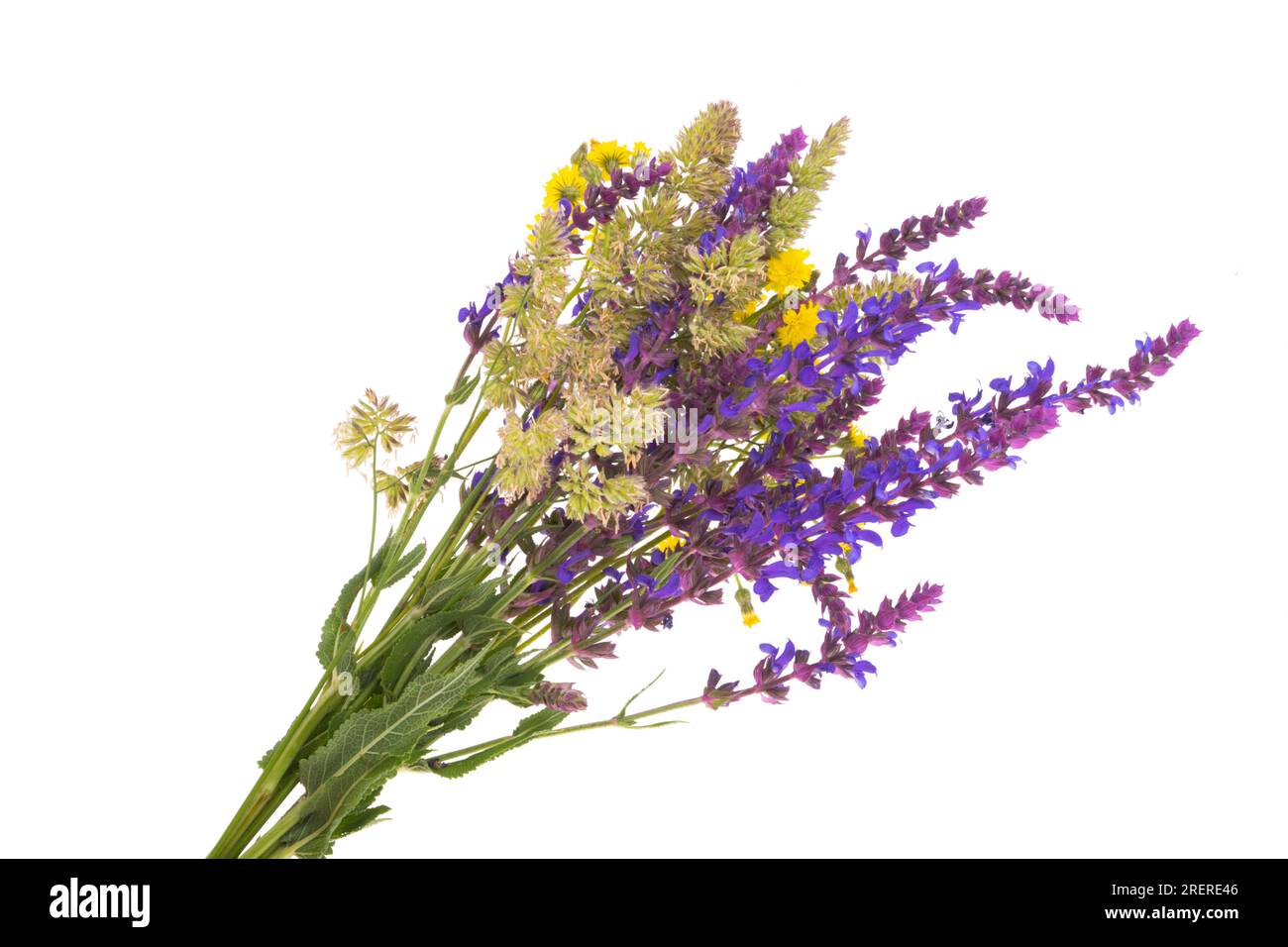 Bouquet de fleurs de prairie isolé sur fond blanc Banque D'Images