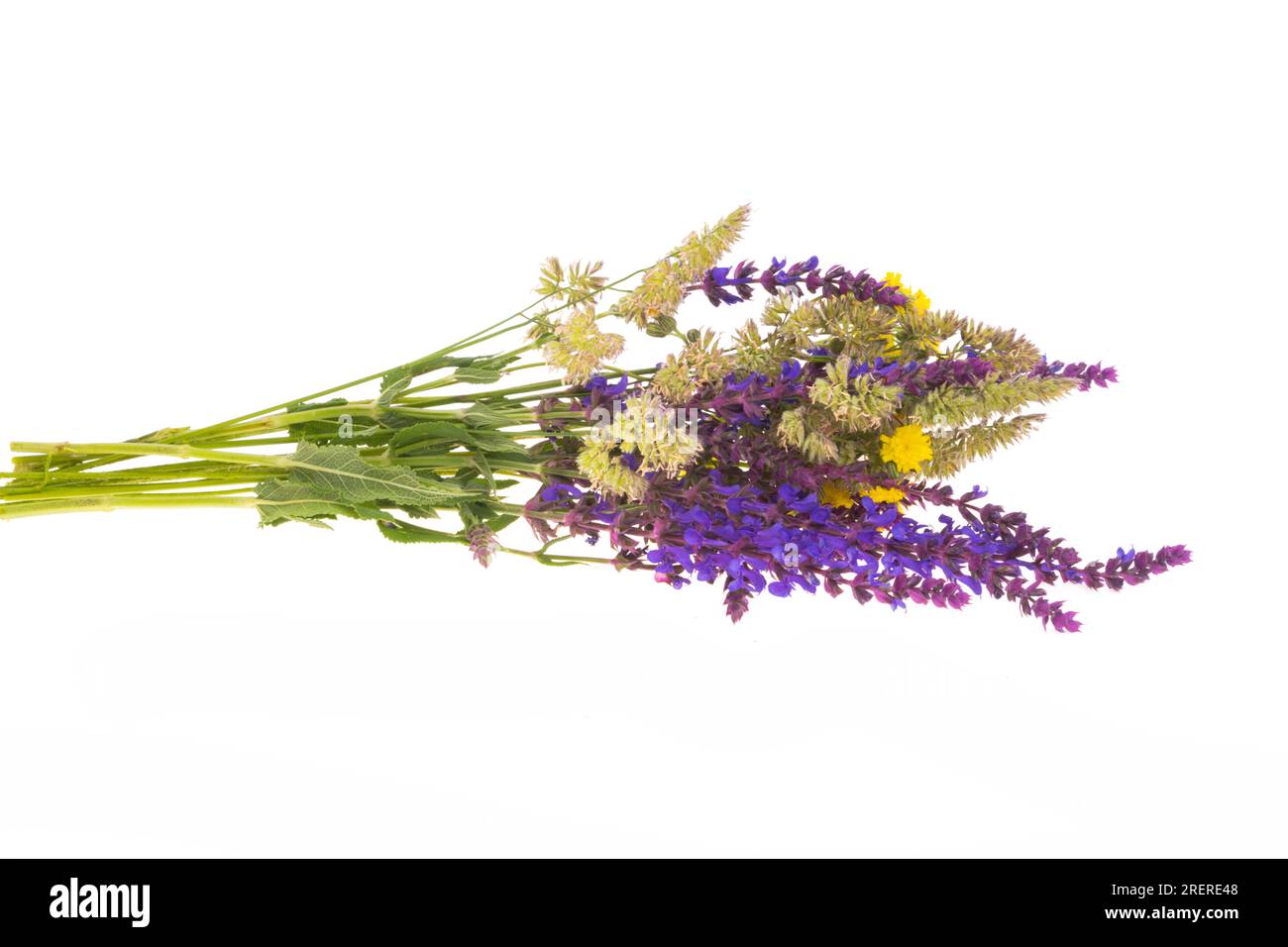 Bouquet de fleurs de prairie isolé sur fond blanc Banque D'Images