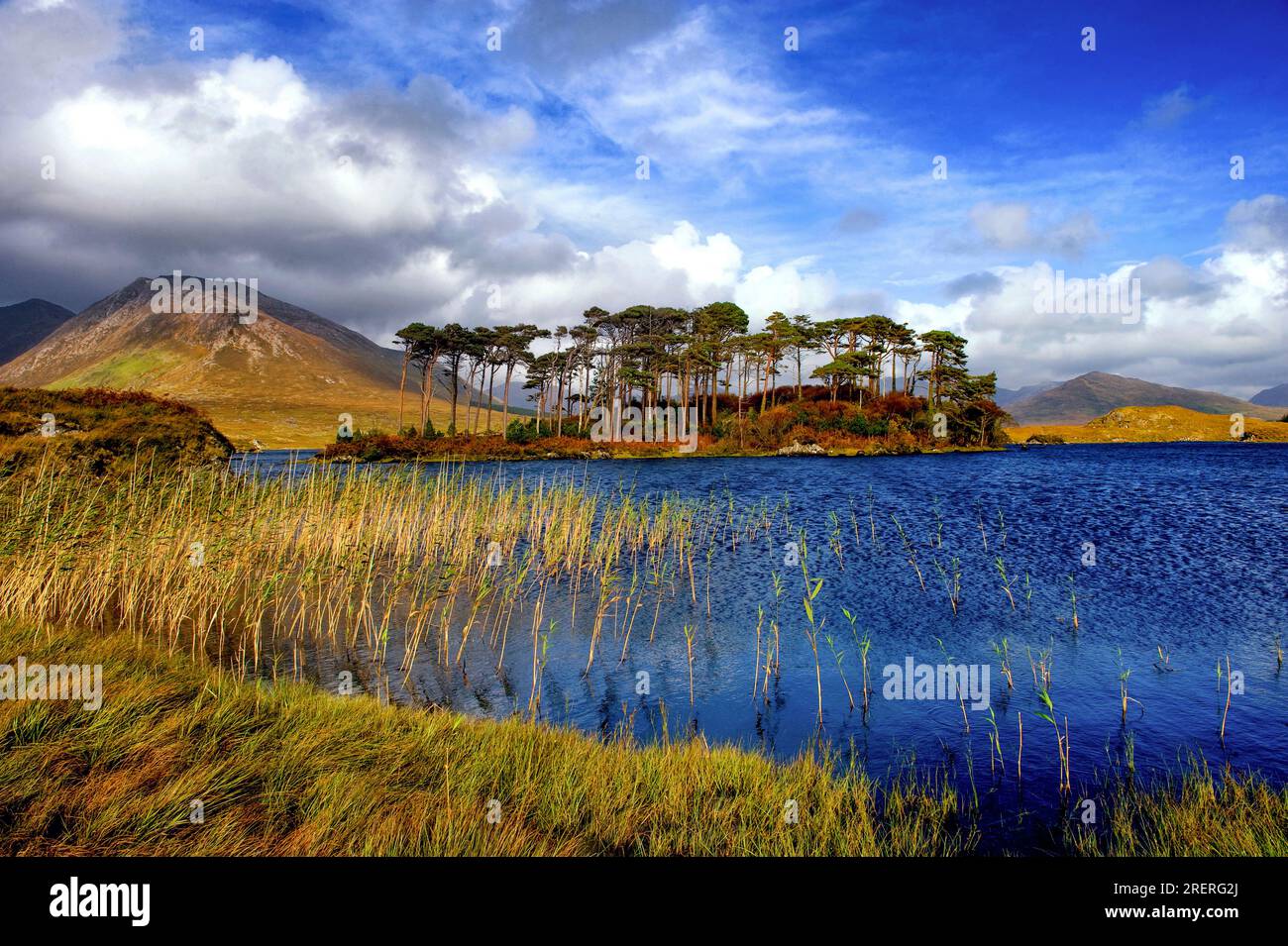 Pine Island sur le lac Derryclare, Connemara, comté de Galway, Irlande Banque D'Images