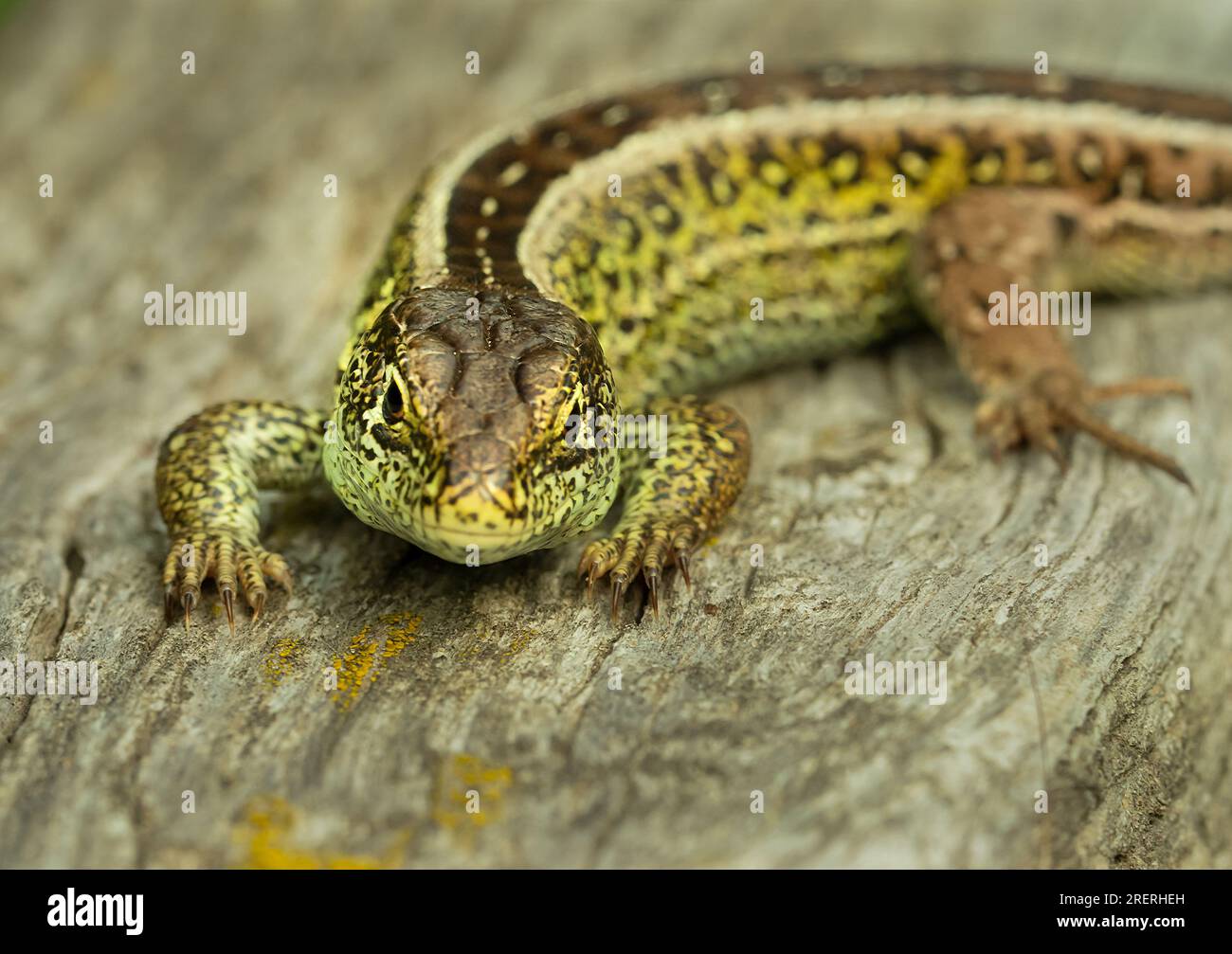 Doeberitzer Heide, Allemagne. 25 juillet 2023. 25.07.2023, Doeberitzer Heide. Un lézard mâle (Lacerta agilis) repose au soleil sur un vieux morceau de bois dans la Heide de Doeberitzer, au nord de Potsdam et à l'ouest de Berlin. Dans le paysage de la lande sur les zones de l'ancienne zone d'entraînement militaire Doeberitz, qui sont maintenant une réserve naturelle, les lézards trouvent des conditions idéales. Crédit : Wolfram Steinberg/dpa crédit : Wolfram Steinberg/dpa/Alamy Live News Banque D'Images