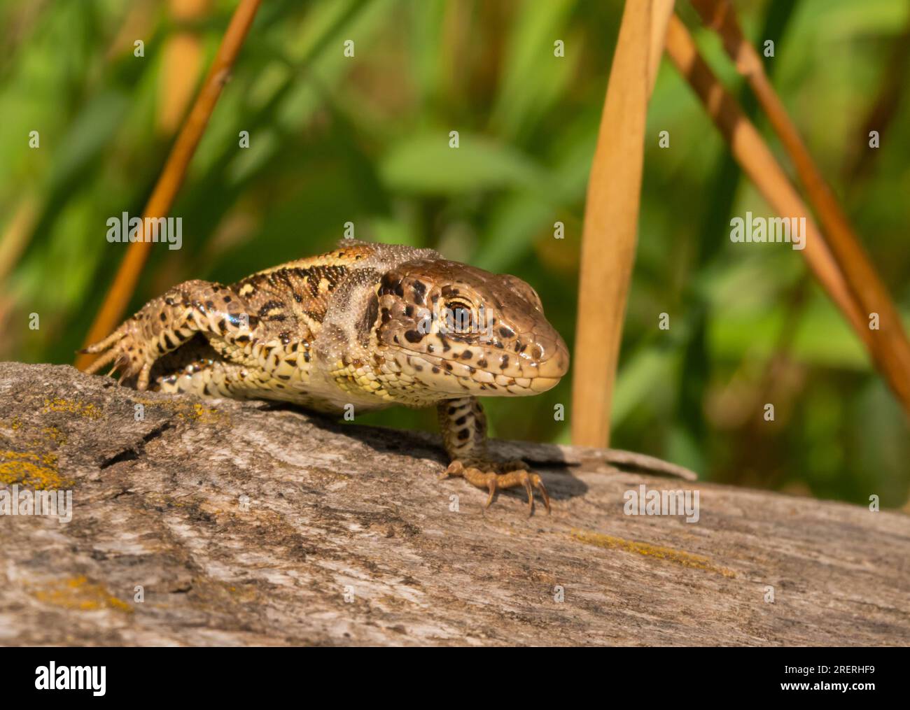 Doeberitzer Heide, Allemagne. 25 juillet 2023. 25.07.2023, Doeberitzer Heide. Une femelle lézard de clôture (Lacerta agilis), en cours de mue, rampe sur un vieux morceau de bois dans la lande de Doeberitz, au nord de Potsdam et à l'ouest de Berlin. Dans le paysage de la lande sur les zones de l'ancienne zone d'entraînement militaire Doeberitz, qui sont maintenant réserve naturelle, les lézards trouvent des conditions idéales. Crédit : Wolfram Steinberg/dpa crédit : Wolfram Steinberg/dpa/Alamy Live News Banque D'Images