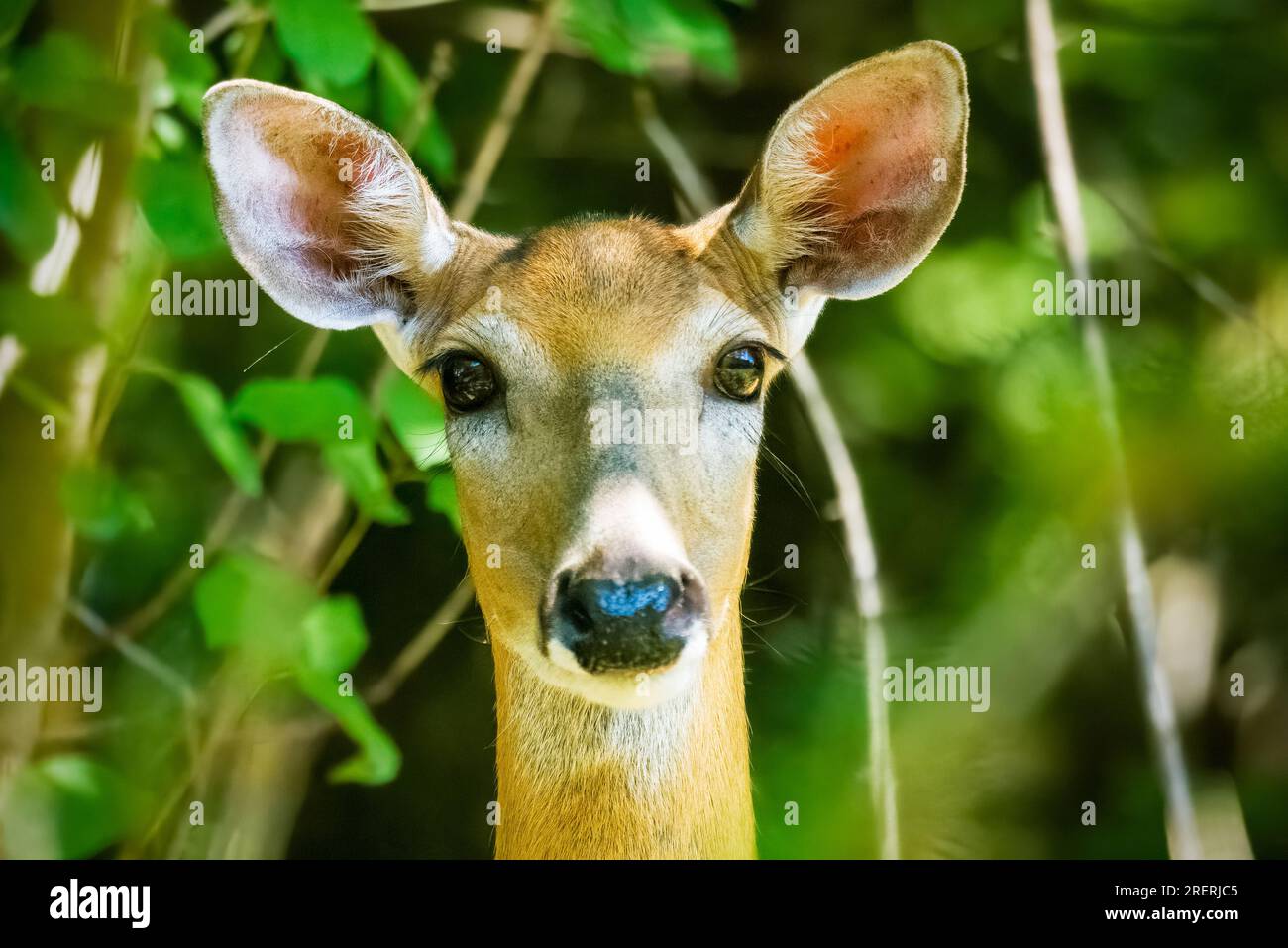 Une biche prend une pause de l'alimentation pour regarder la caméra. Banque D'Images