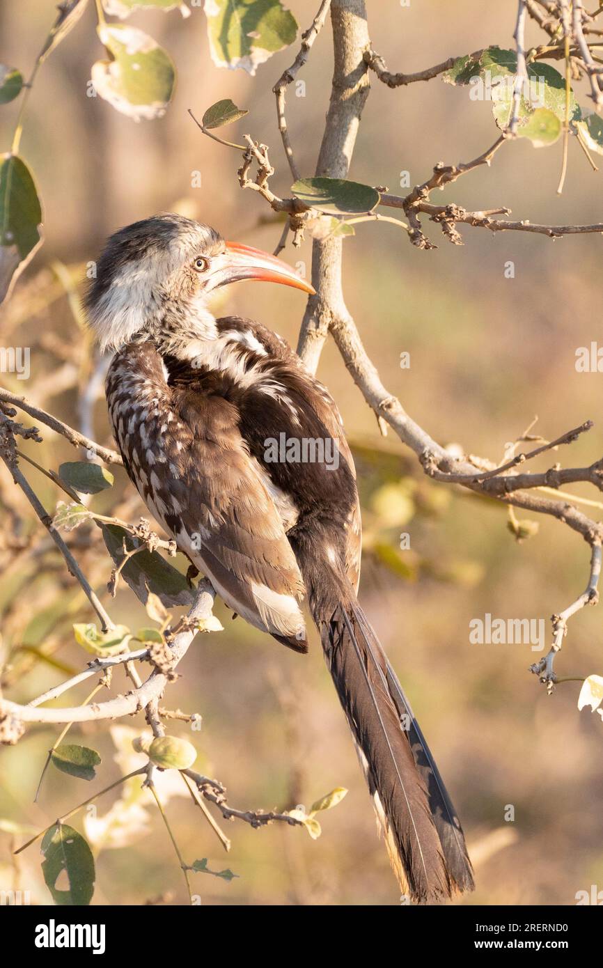 Bec-de-lièvre à bec rouge du Sud (Tockus rufirostris) Limpopo, Afrique du Sud Banque D'Images