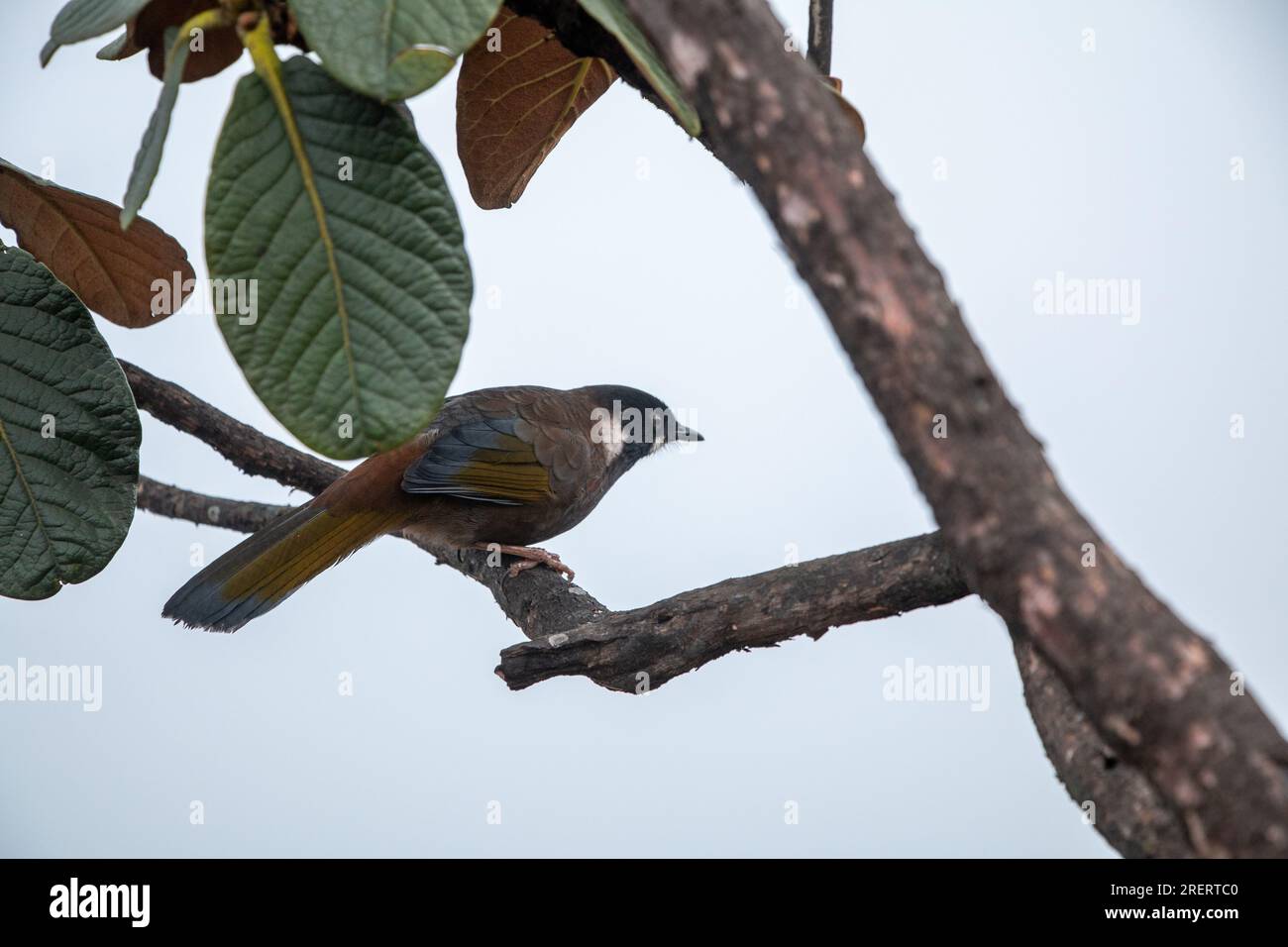 Joli oiseau assis dans un arbre entouré de feuilles vertes Banque D'Images