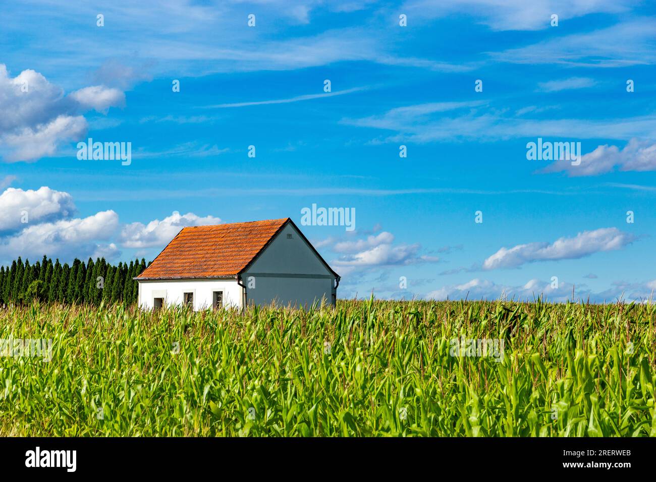 Maison dans un champ de maïs. Journée claire d'été Banque D'Images