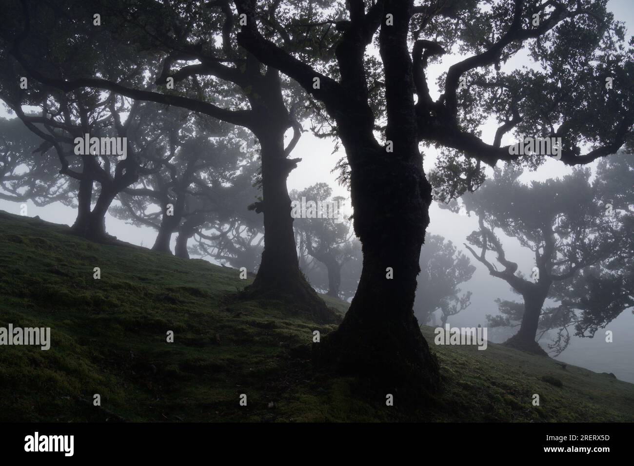 Forêt fanale sur l'île de Madère, lieu emblématique mystique et magique à Porto Moniz, forêt centenaire de Laurier d'exubérance de la Laurissilva, Laurissi Banque D'Images