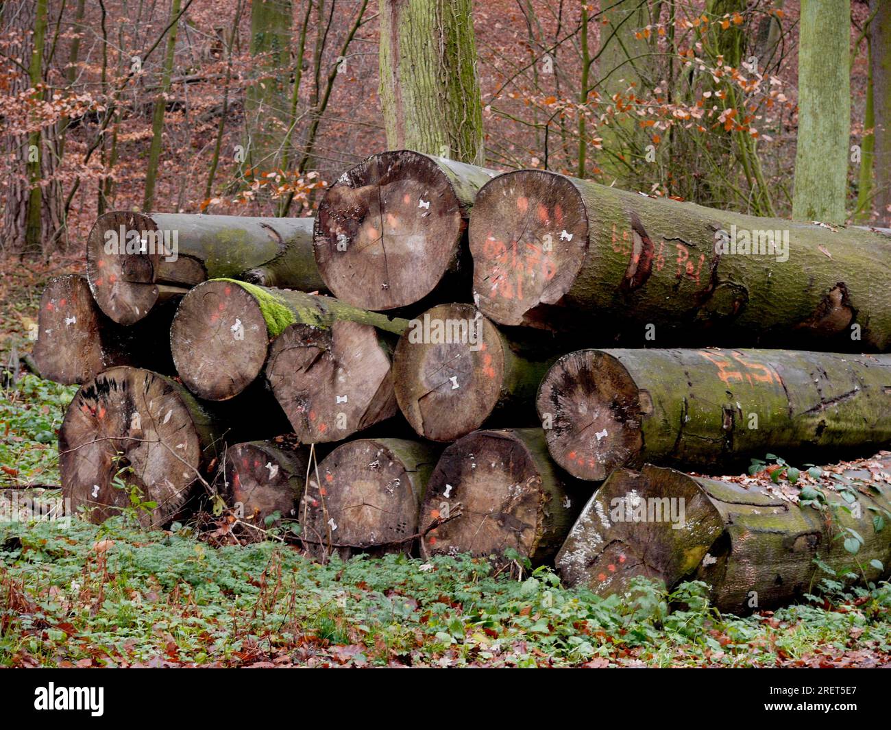 Troncs de hêtre, bois de hêtre dans la forêt d'automne, entrepôt de bois Banque D'Images Troncs de hêtre, bois de hêtre dans la forêt d'automne, entrepôt de bois Banque D'Images