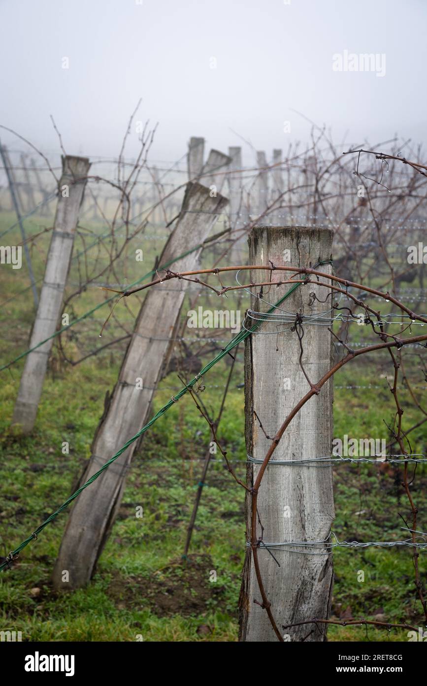 Vignoble d'hiver avec pluie et brouillard au Burgenland Banque D'Images