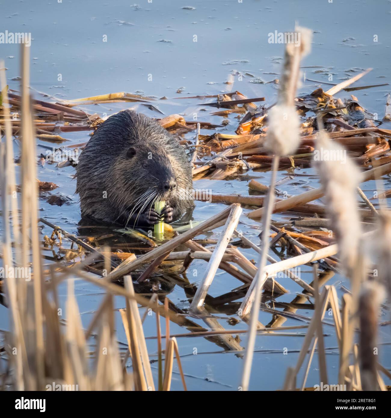 Castor mangeant de l'écorce fraîche assis sur le roseau sur un lac à Burgenland Banque D'Images