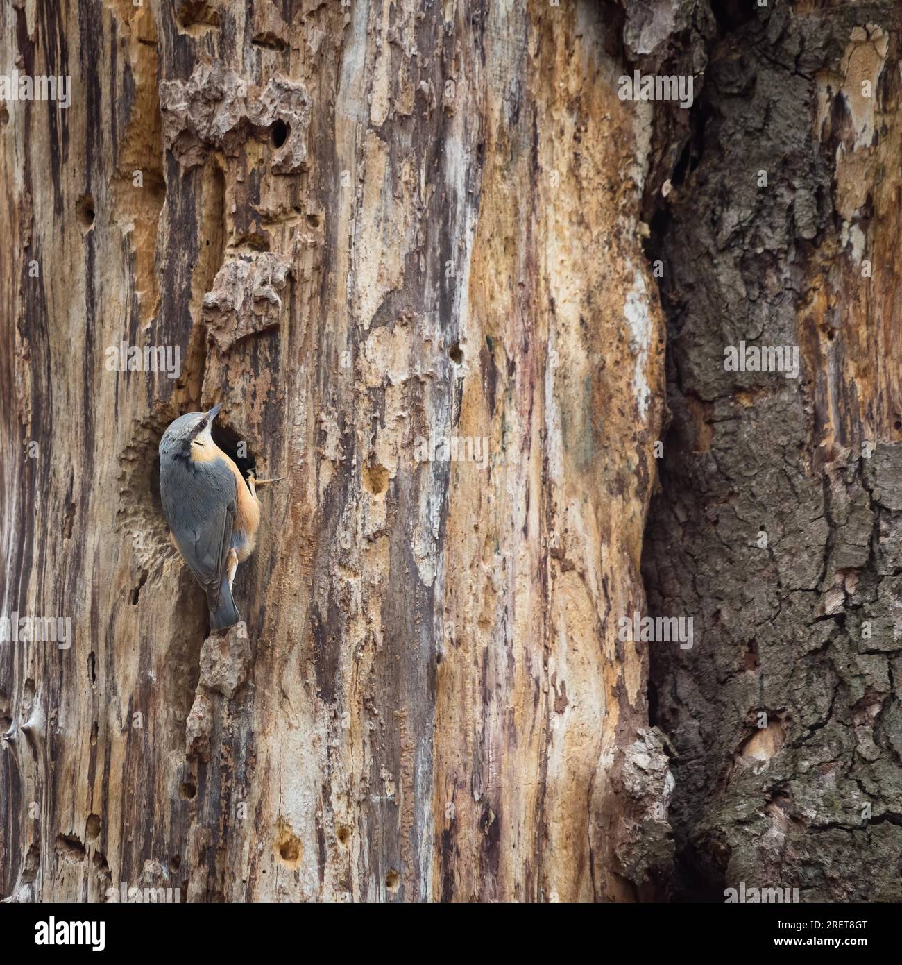 Oiseau Nuthatch sur un tronc d'arbre Banque D'Images