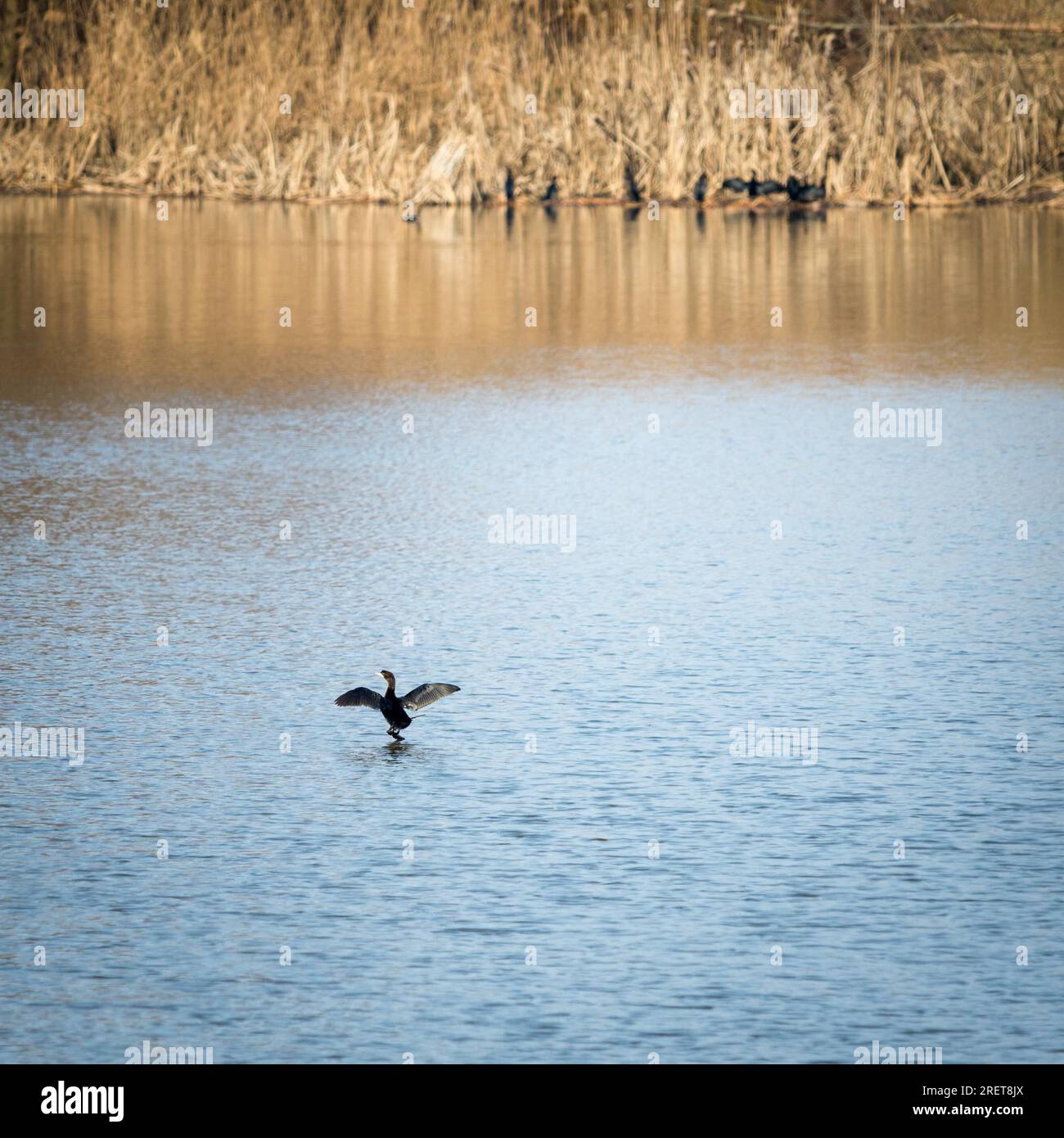 Cormorans sur un lac du Burgenland Banque D'Images