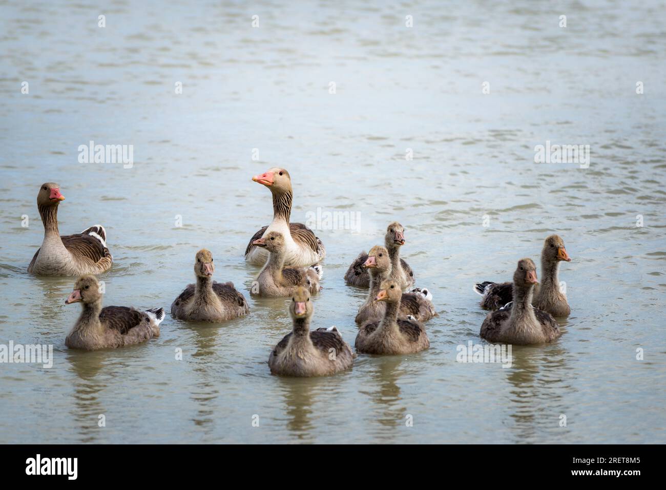 Famille des oies nageant sur le lac neusiedl à Burgenland Banque D'Images