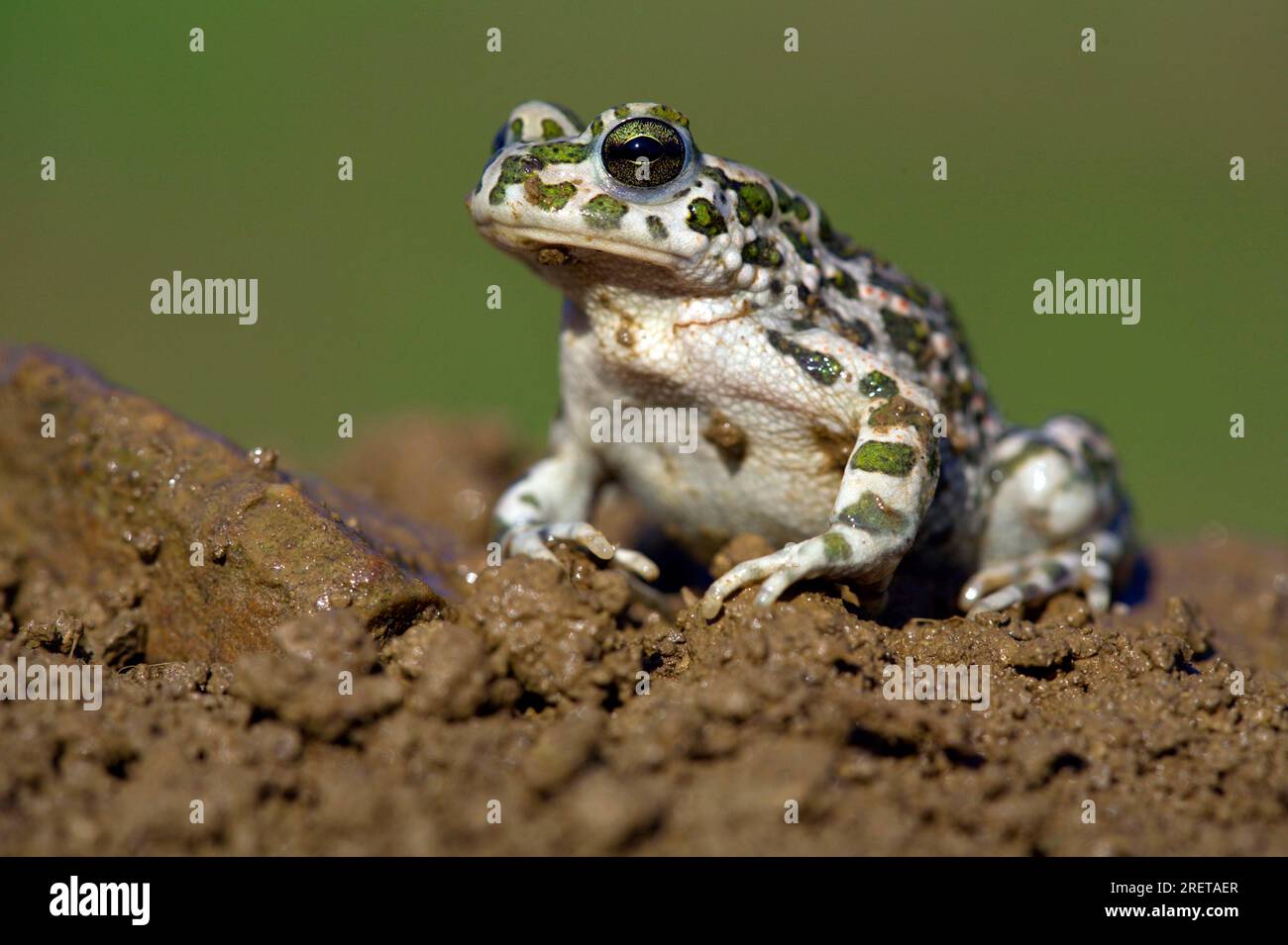 Crapaud vert (Bufo viridis) Banque D'Images