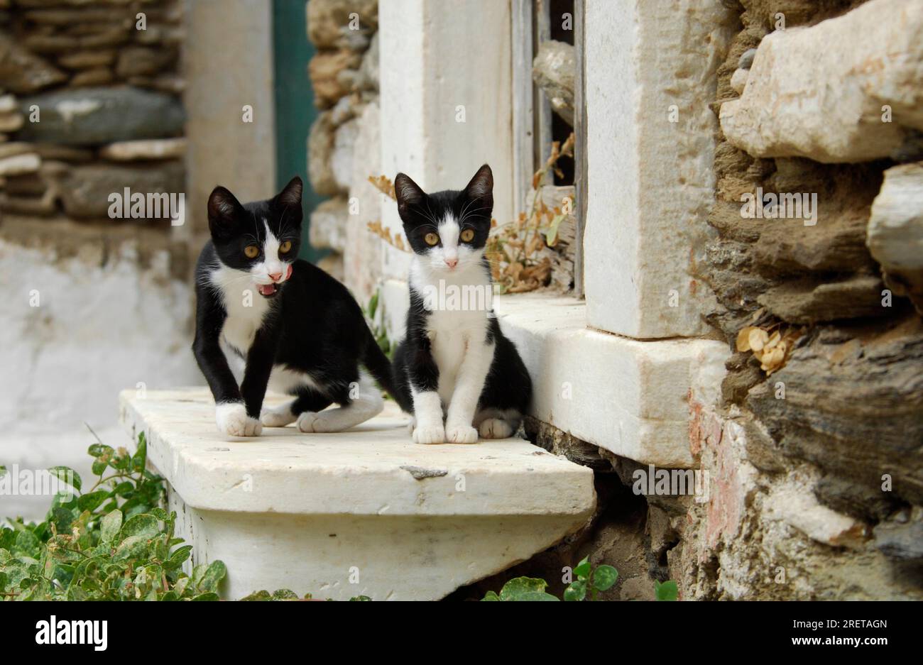 Deux jeunes chatons domestiques, bicolores, noir et blanc, assis côte à côte sur un vieux seuil de marbre, noir et blanc, île de Tinos, Cyclades Banque D'Images