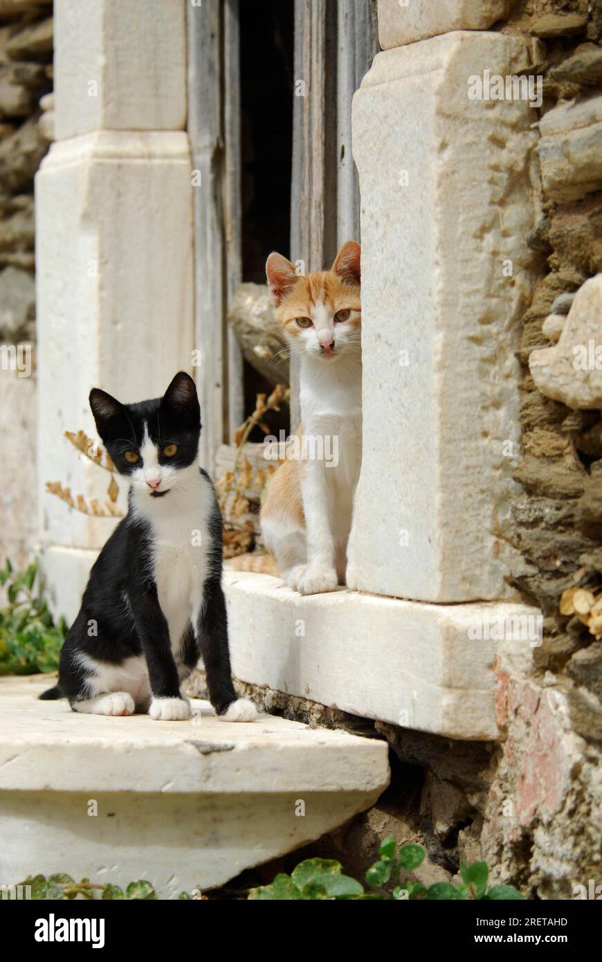 Deux jeunes chatons domestiques, bicolores, rouge-tigre-blanc et noir-blanc, assis côte à côte sur un vieux seuil de marbre, île de Tinos, Cyclades Banque D'Images