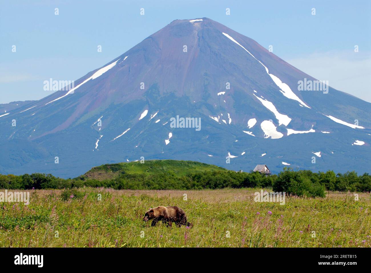 Ours brun du Kamchatka (Ursus arctos beringianus), volcan Ischinsky, péninsule du Kamchatka (Ursus arctos piscator), Kamchatka, Kamchatka, Russie Banque D'Images