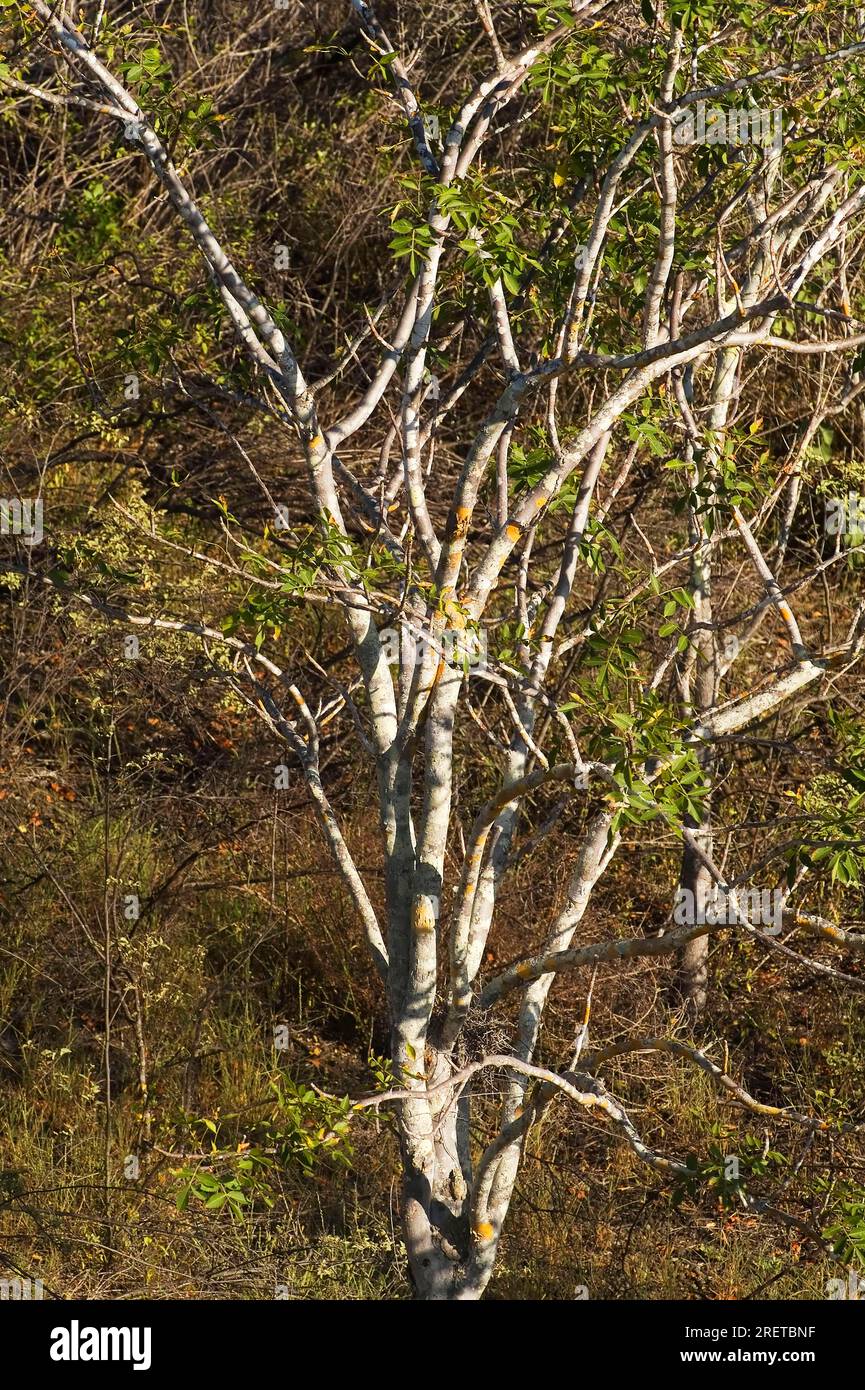 Arbre de Palo Santo (Bursera graveolens), île Isabela, îles Galapagos, Équateur Banque D'Images