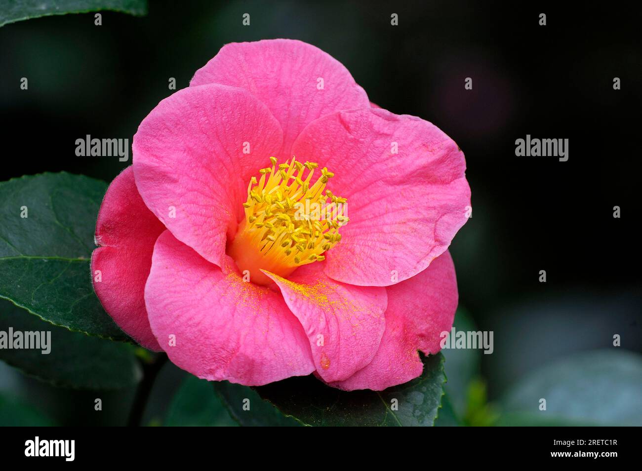 Camélia (Camellia japonica) (Théacées) Banque D'Images