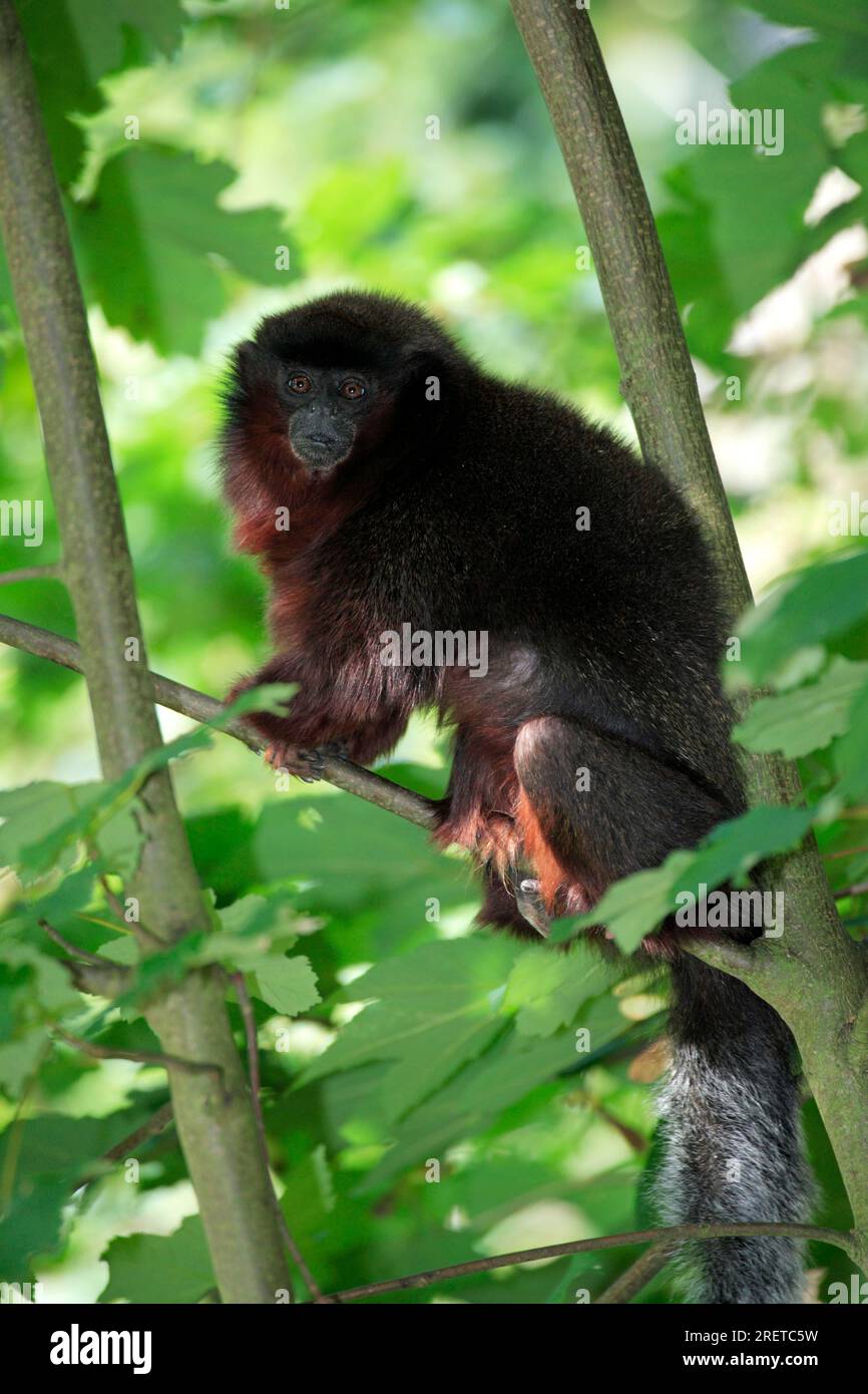 Titi rouge (Callicebus cupreus), Titi Monkey Banque D'Images