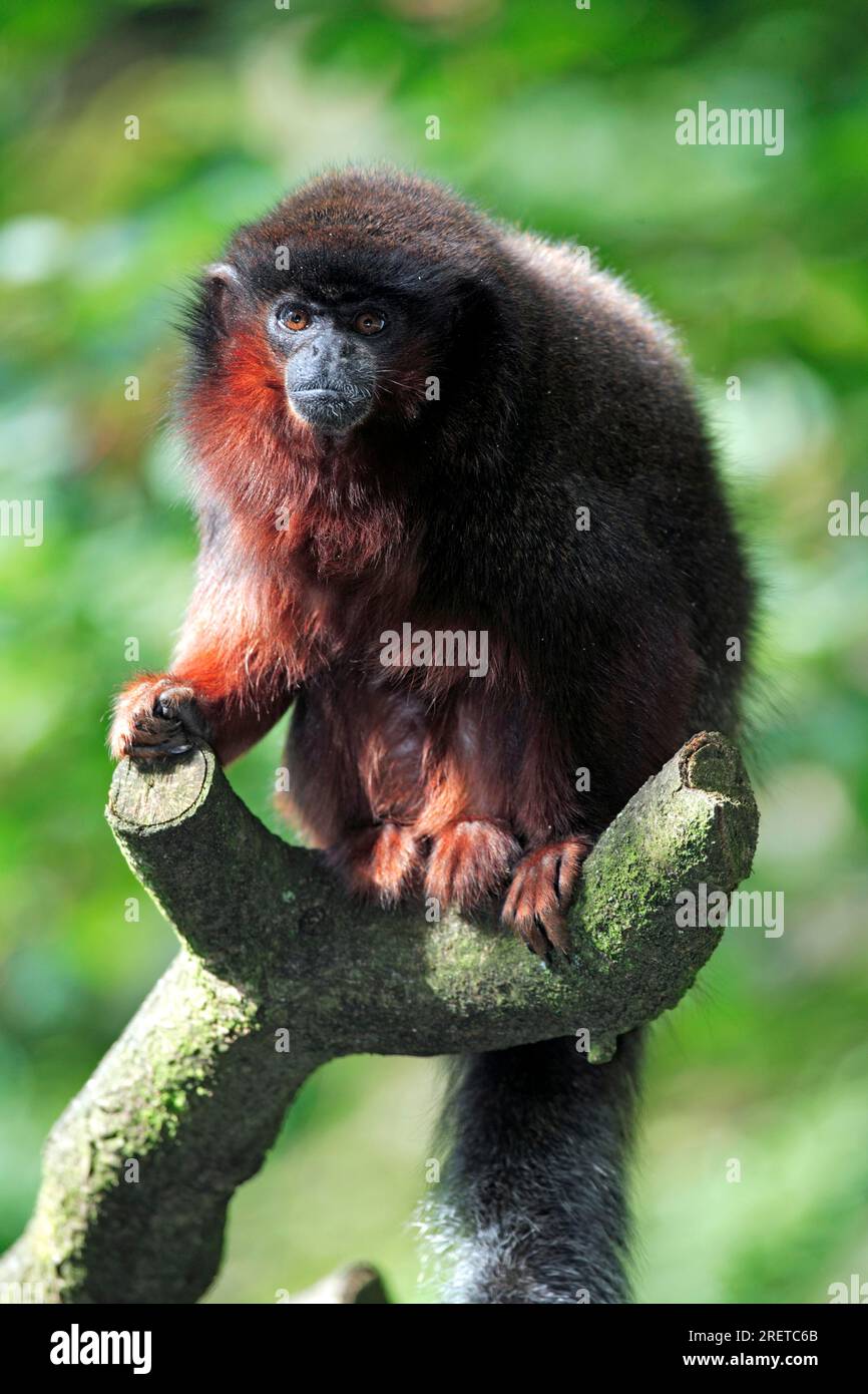 Titi rouge (Callicebus cupreus), Titi Monkey Banque D'Images