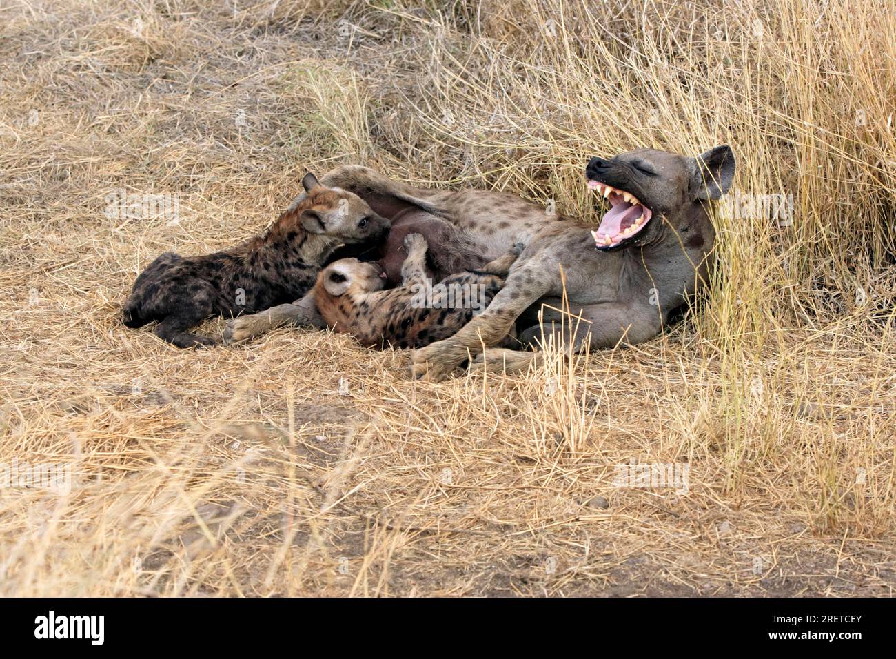 Hyène tachetée (Crocuta crocuta), jeune femelle allaitante, parc national Kruger, Afrique du Sud Banque D'Images