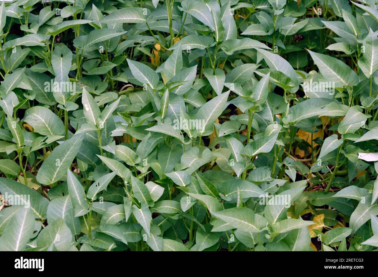 ONG choy (Ipomoea aquatica) Banque D'Images