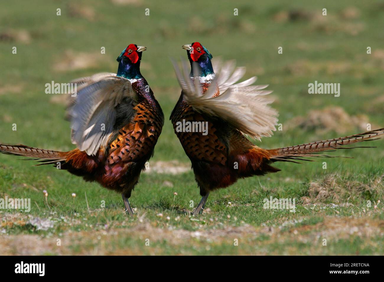 Faisans de gibier (Phasianus colchicus), mâles, Schleswig-Holstein, Allemagne, côté Banque D'Images